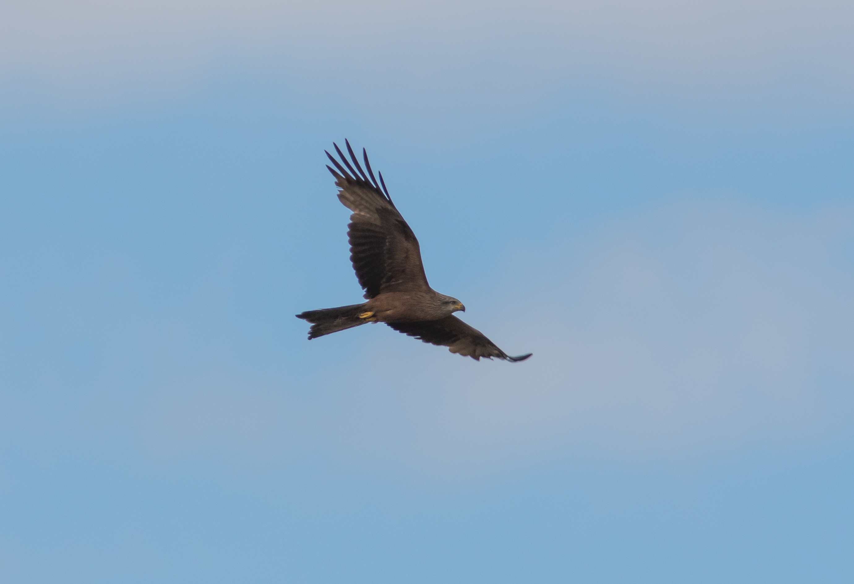 Miniature