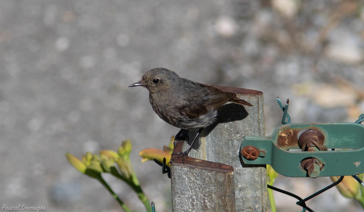 Miniature