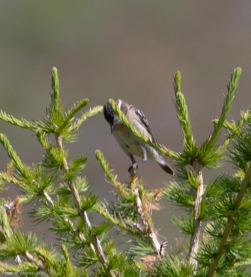 Miniature