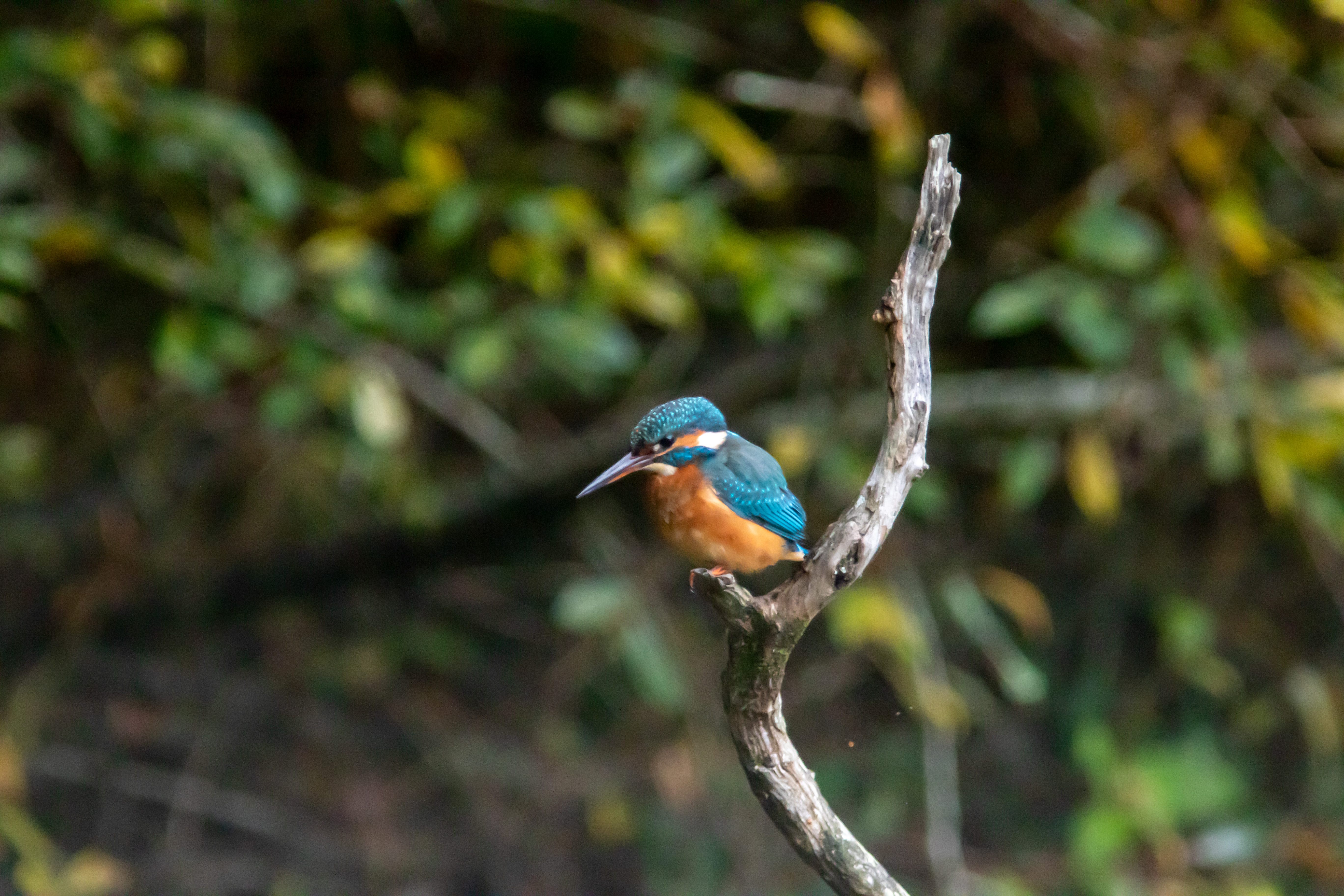 Miniature