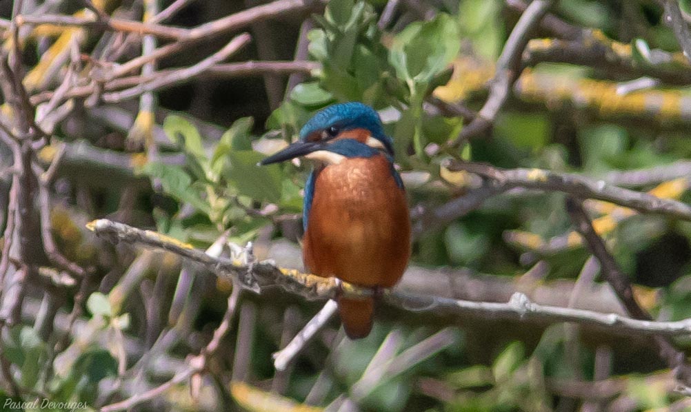 Miniature