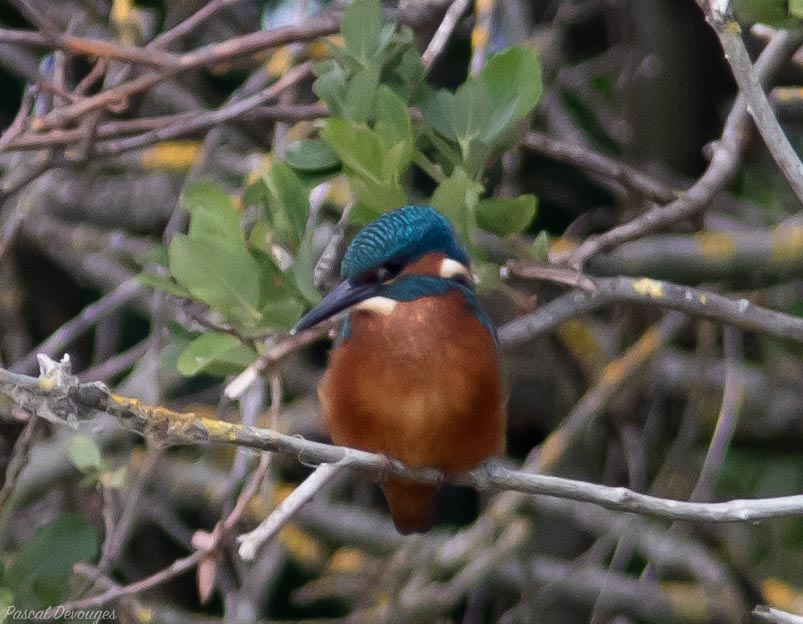Miniature