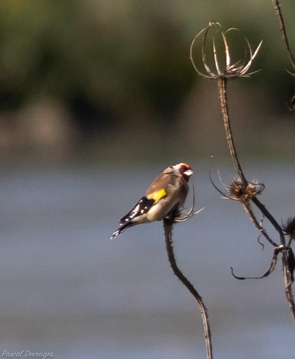 Miniature