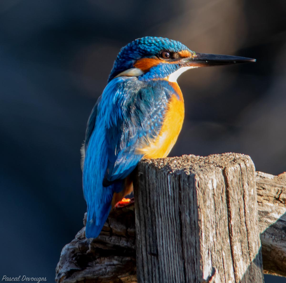 Miniature