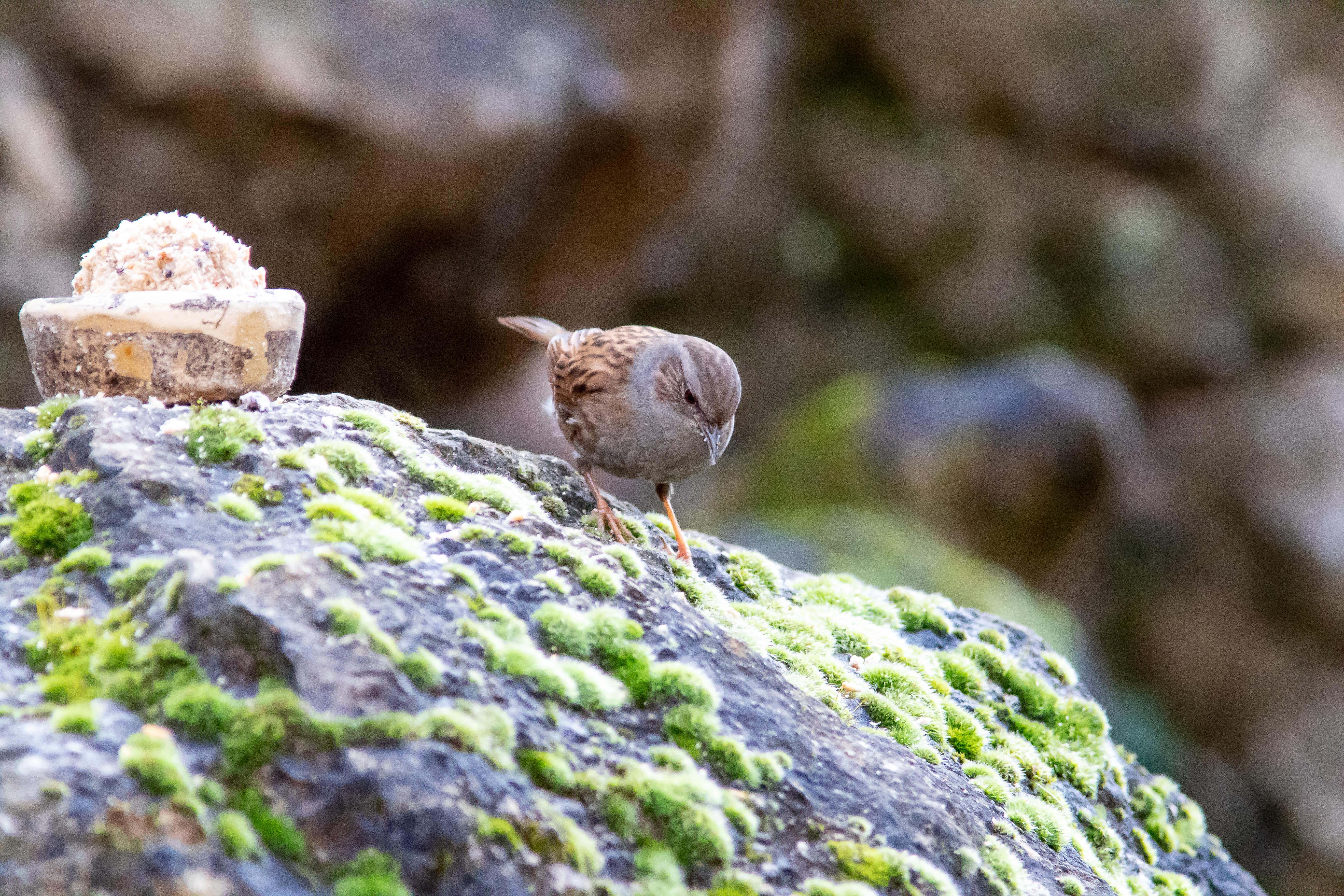 Miniature
