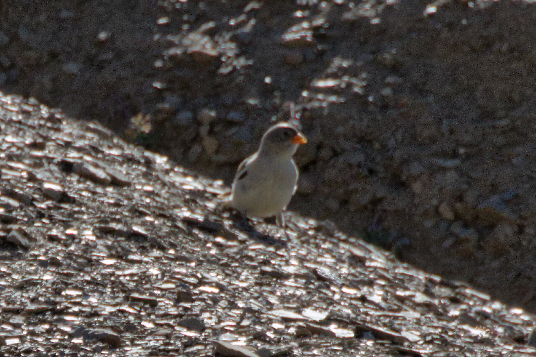 Miniature