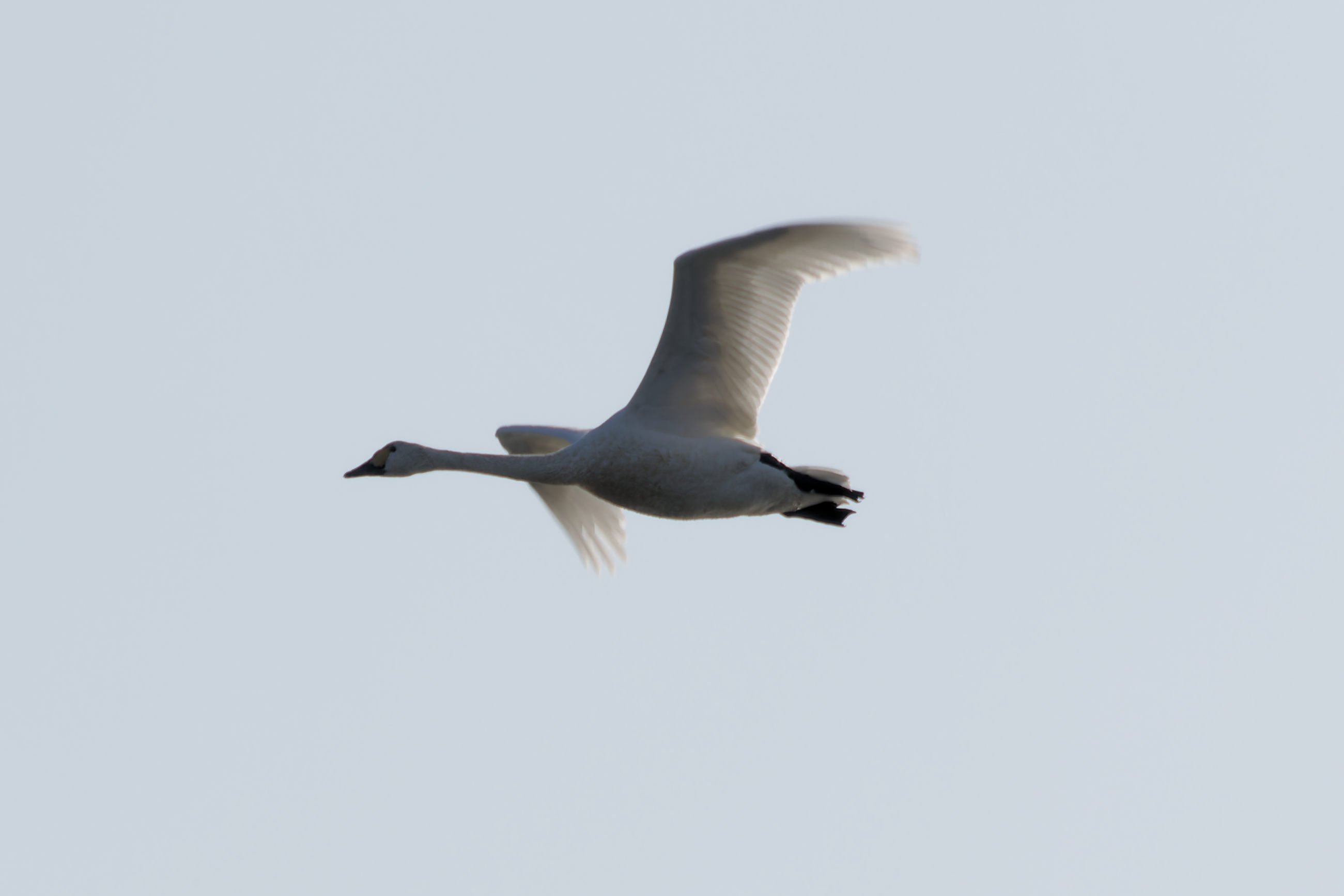 Miniature