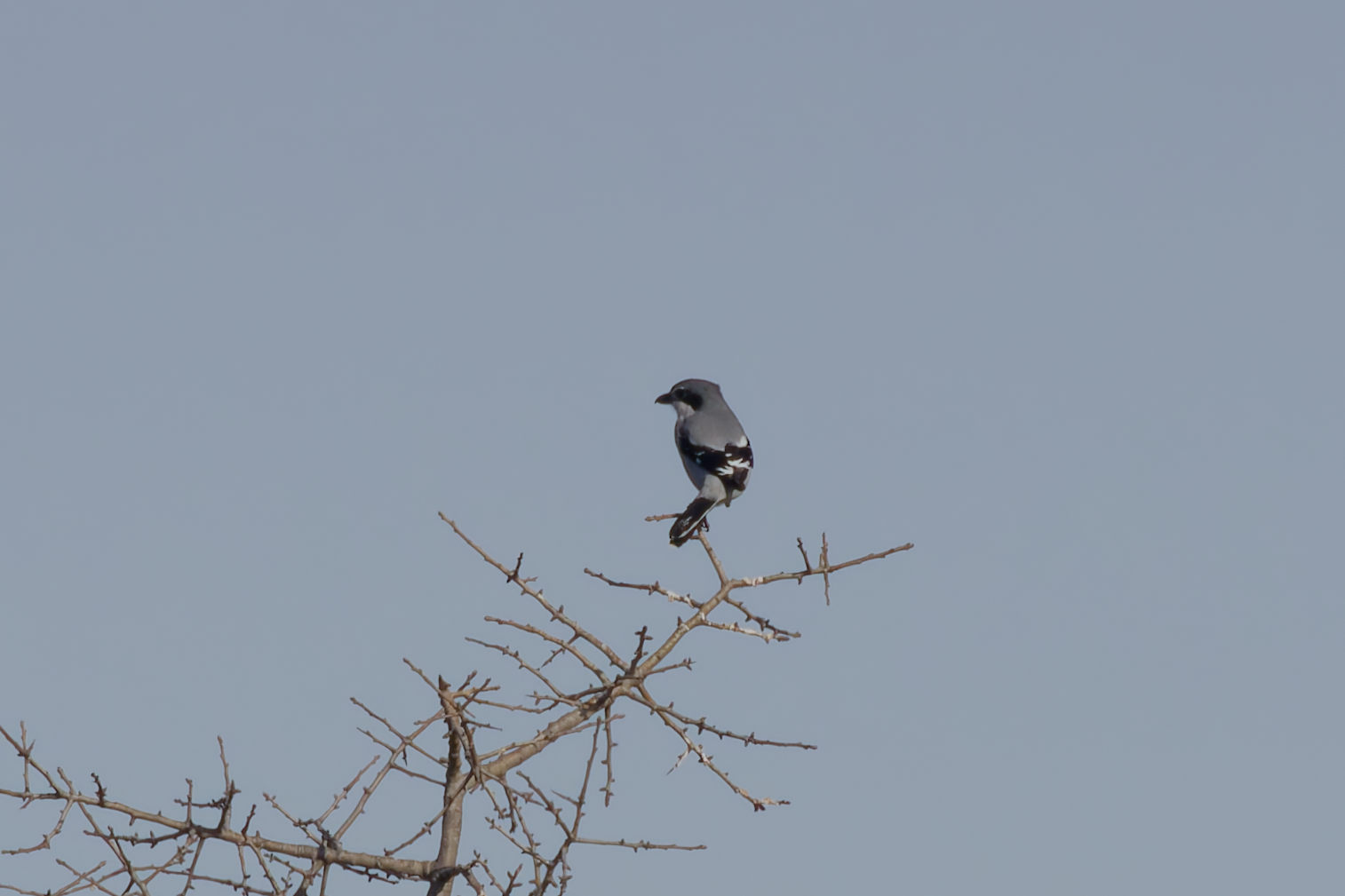 Miniature