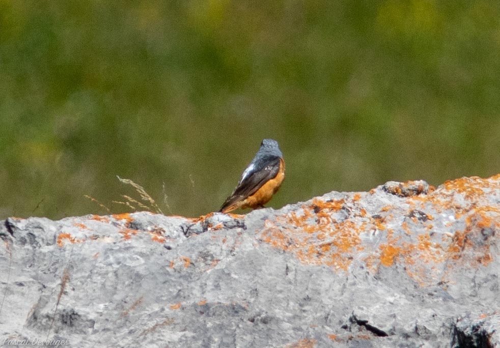 Miniature