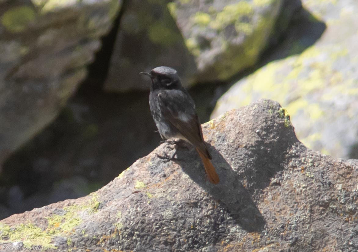 Miniature