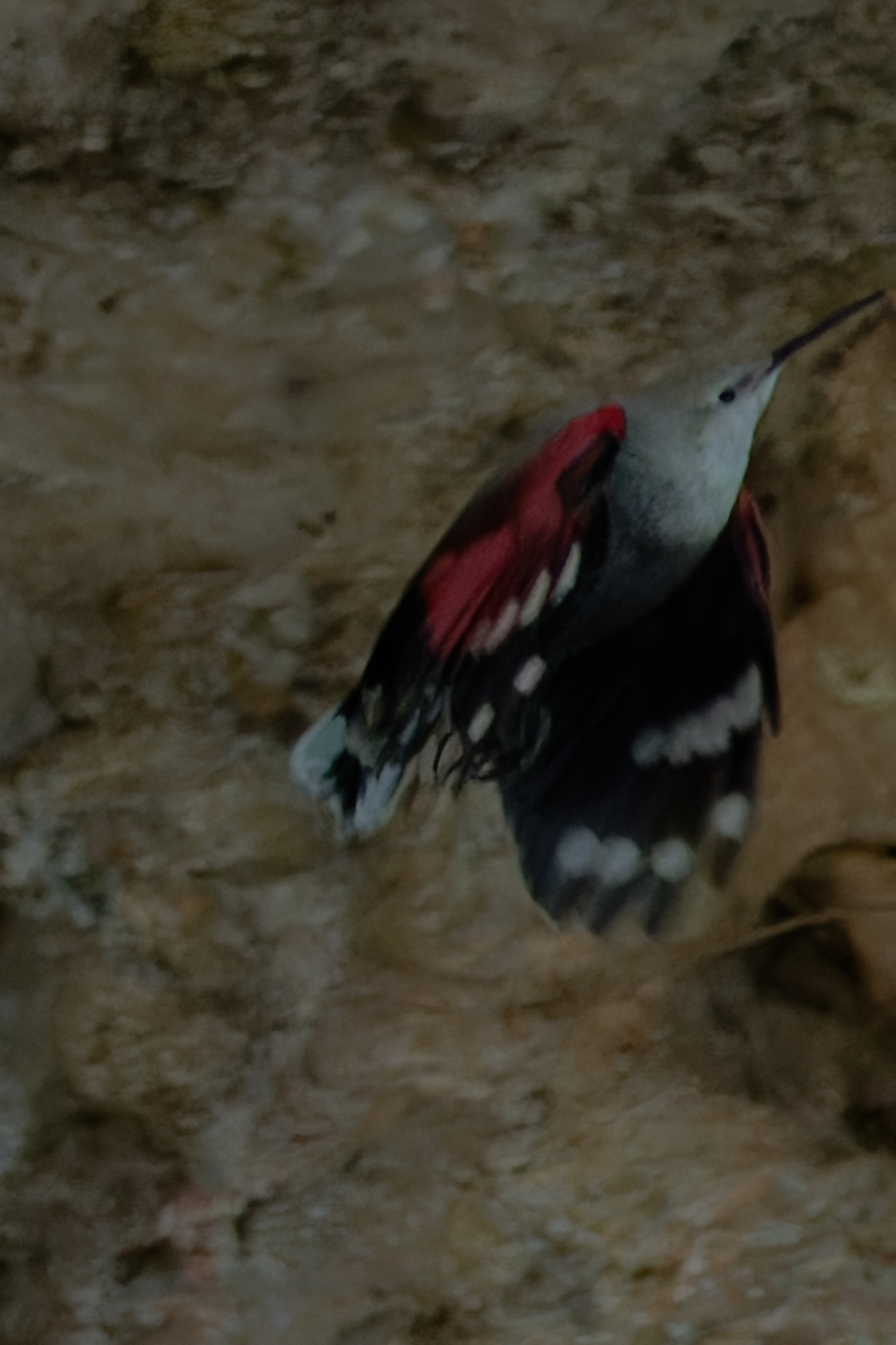 Miniature