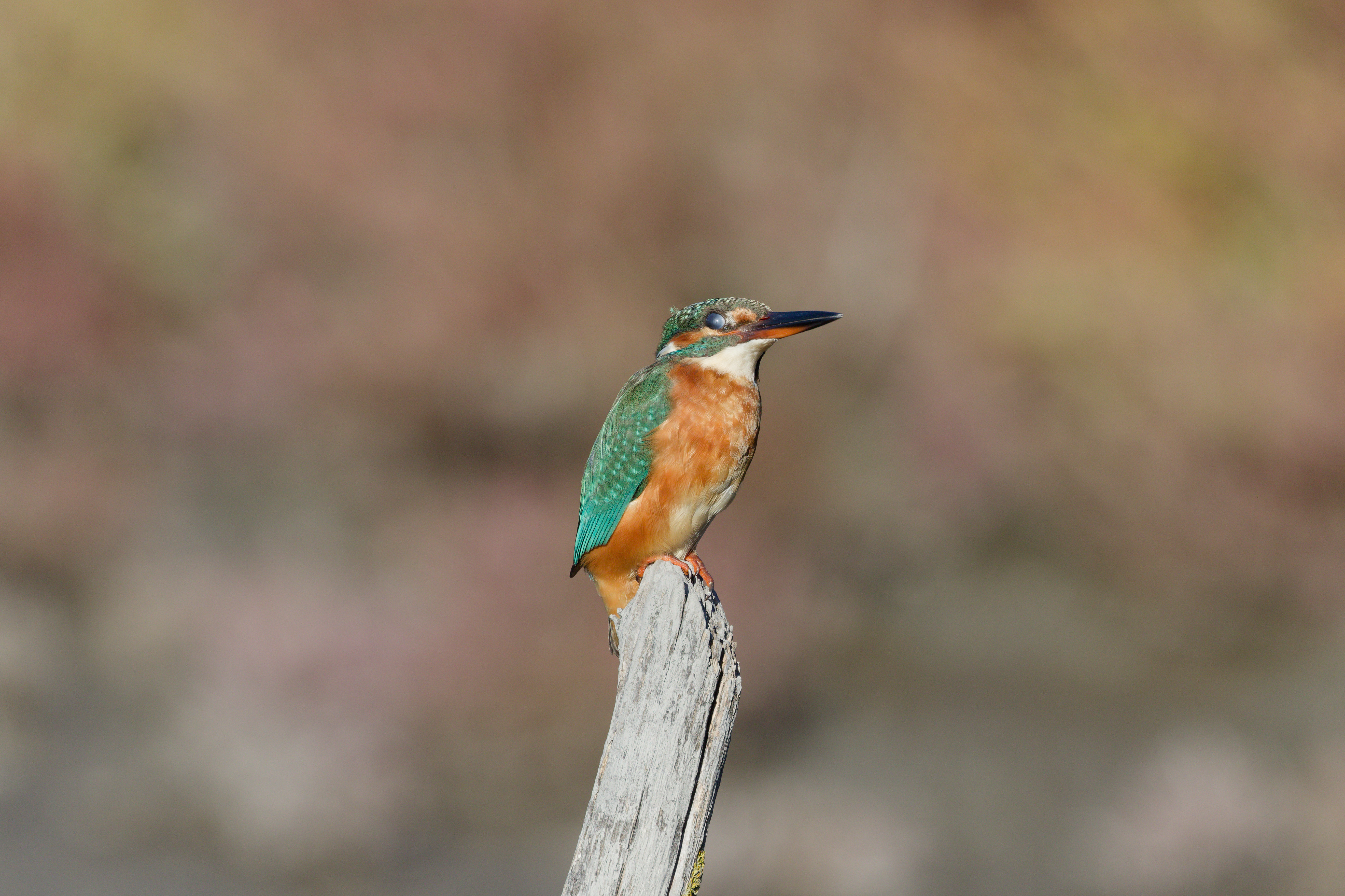 Miniature