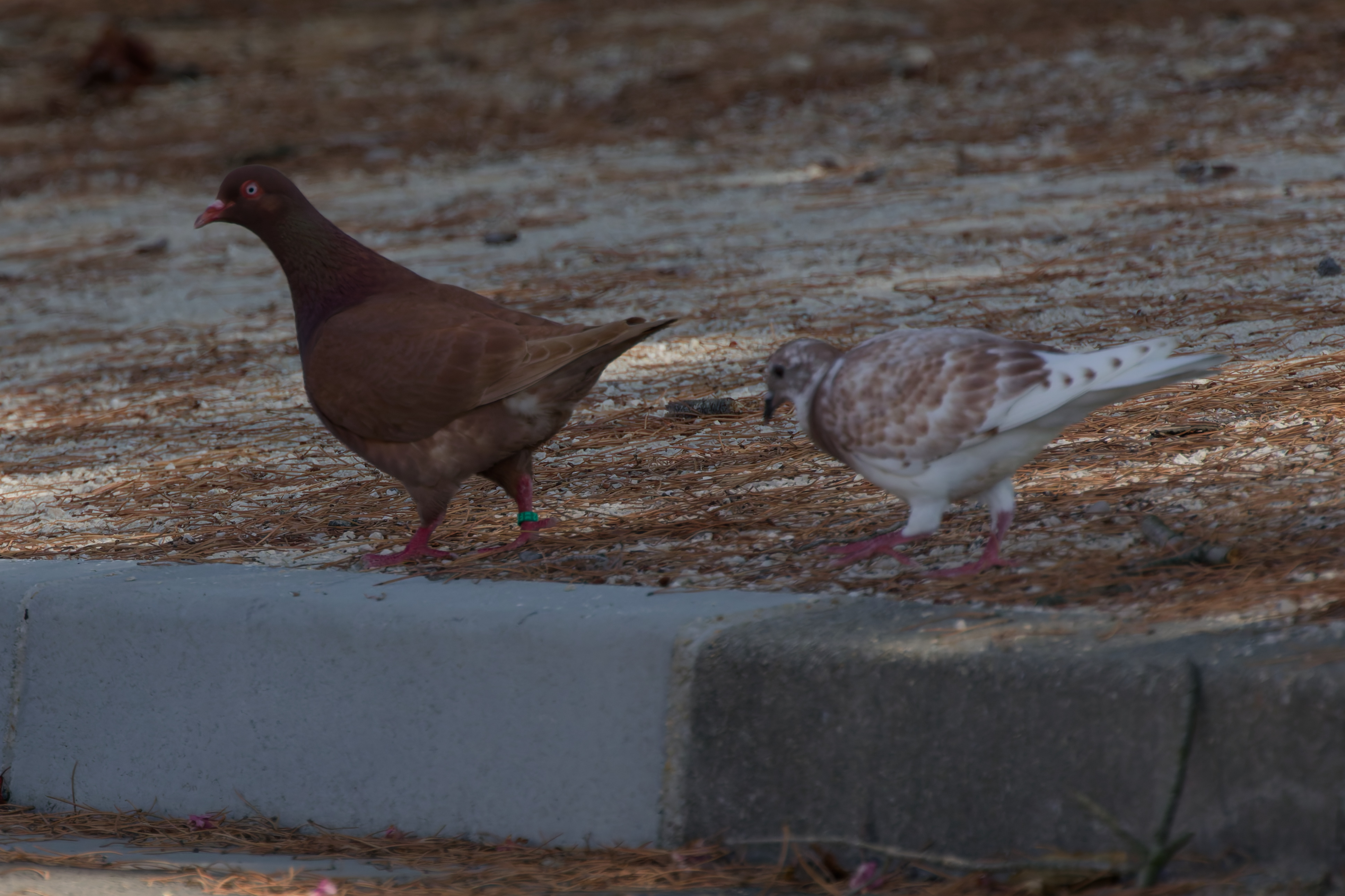 Miniature