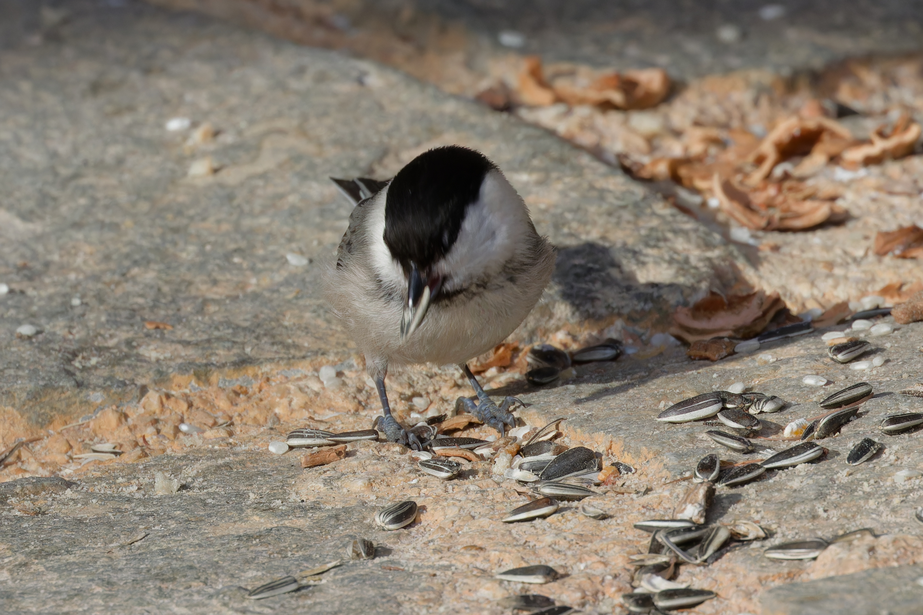 Miniature