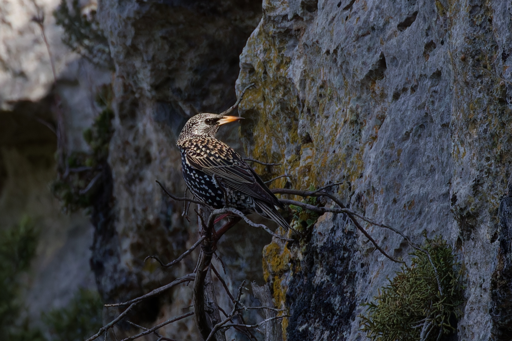 Miniature