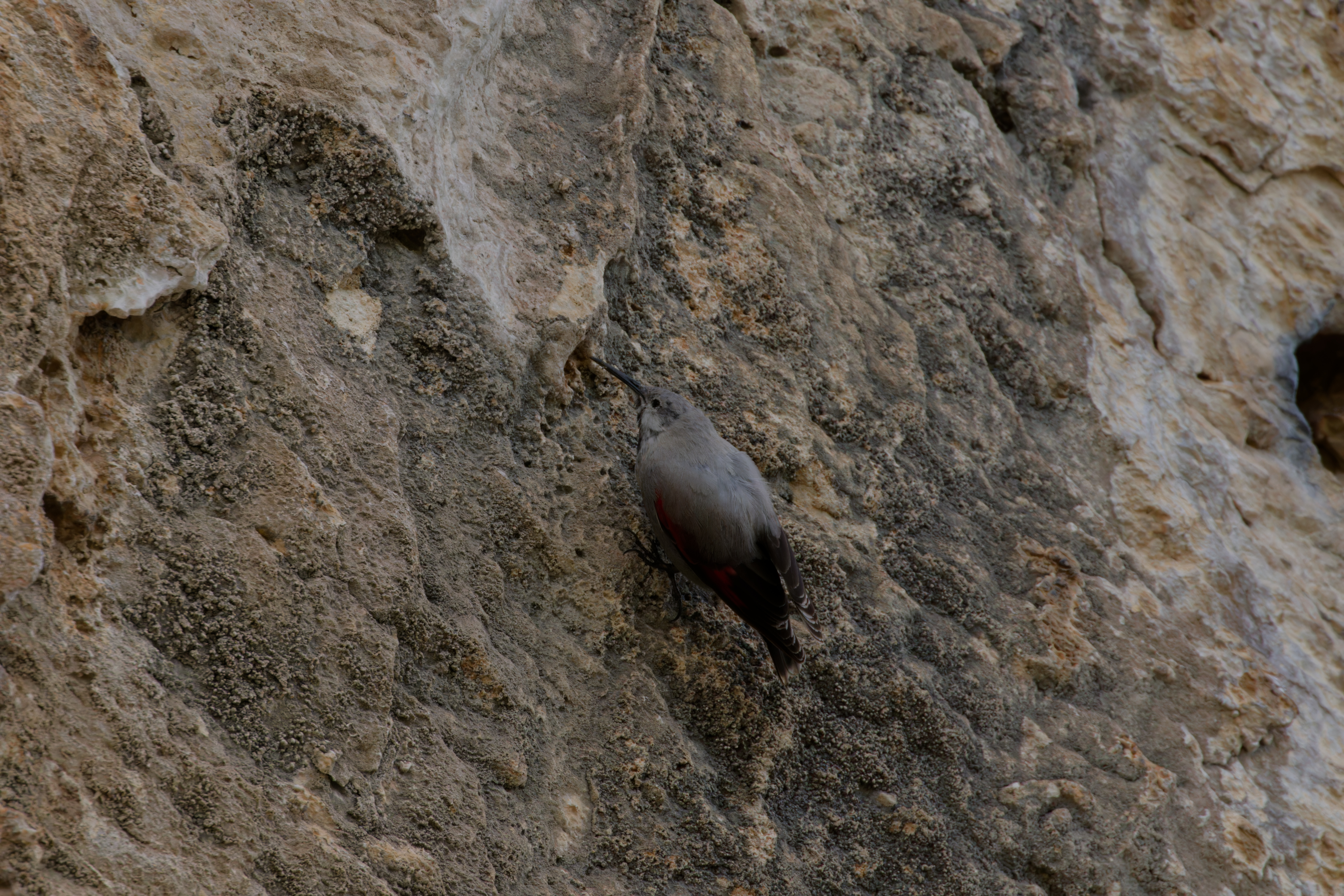 Miniature