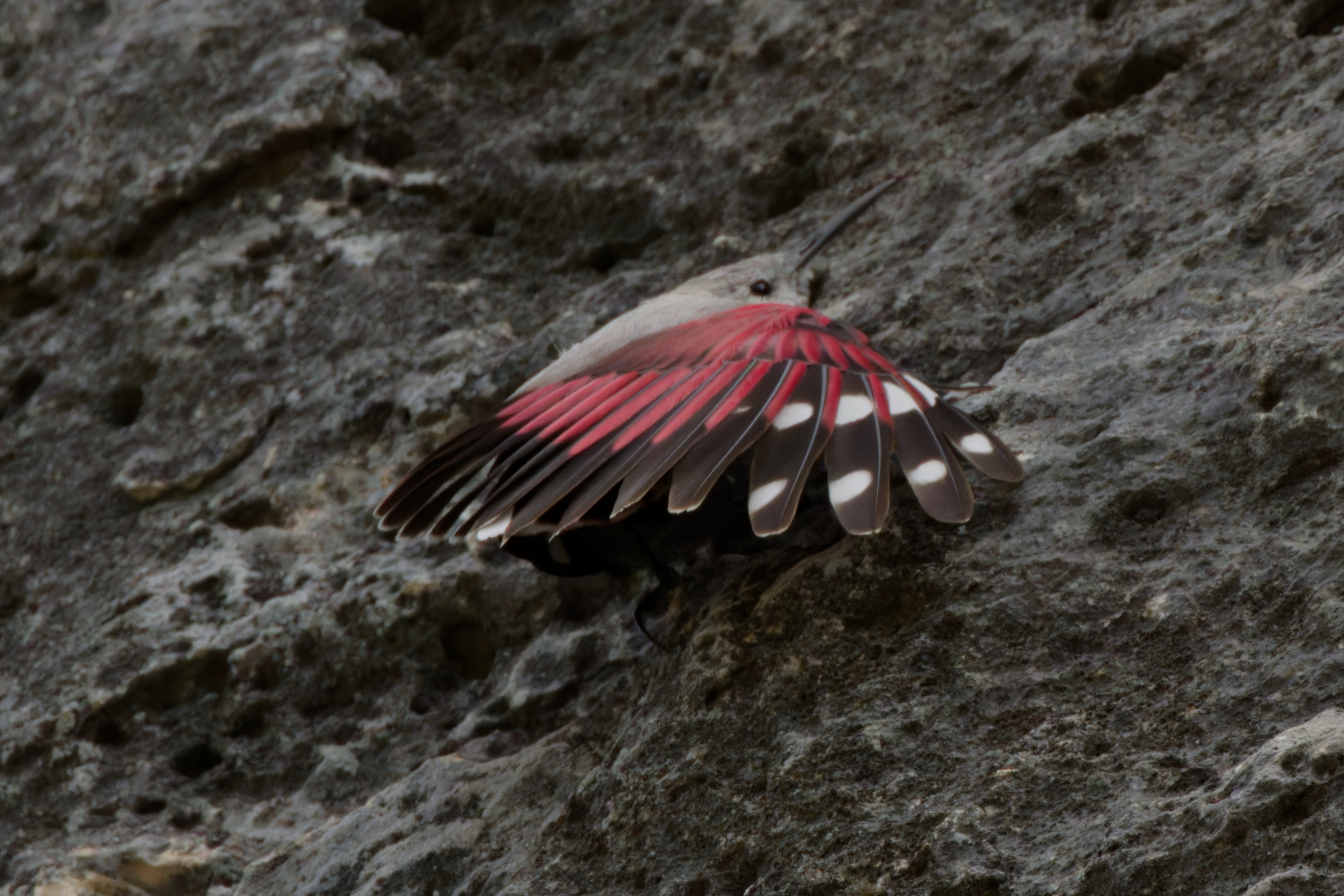 Miniature