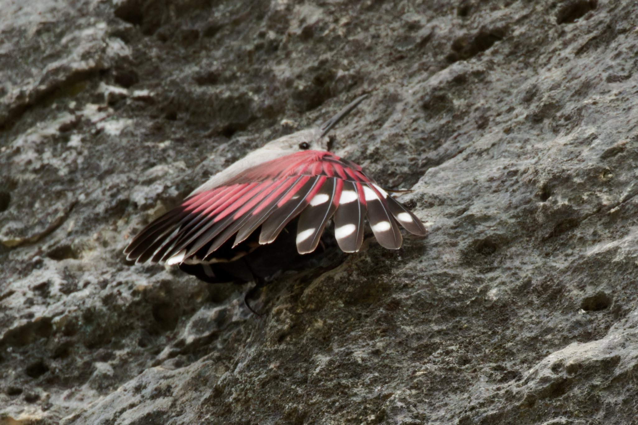 Miniature