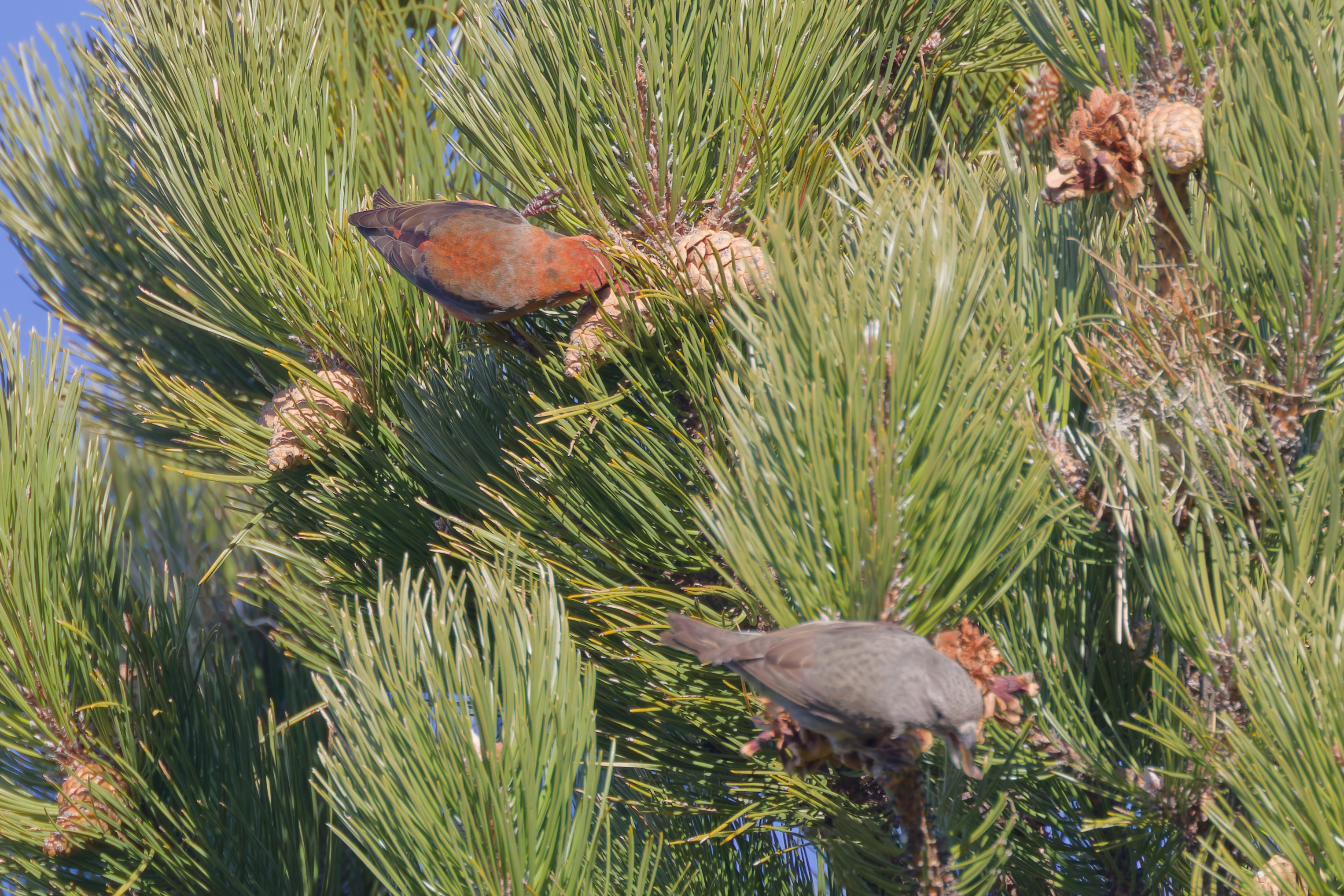 Miniature