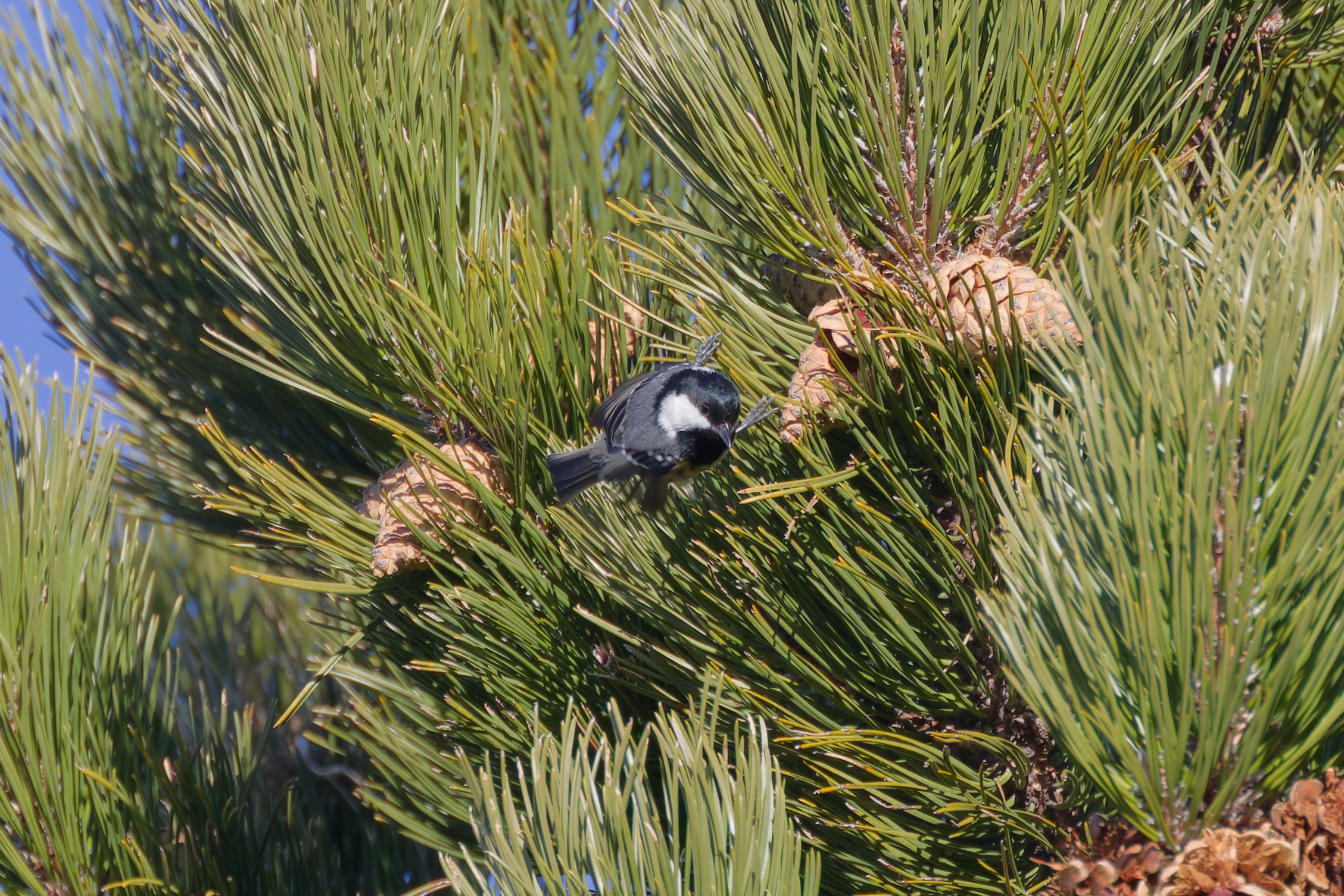 Miniature
