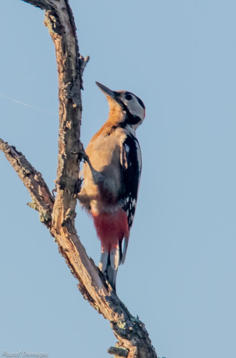 Miniature