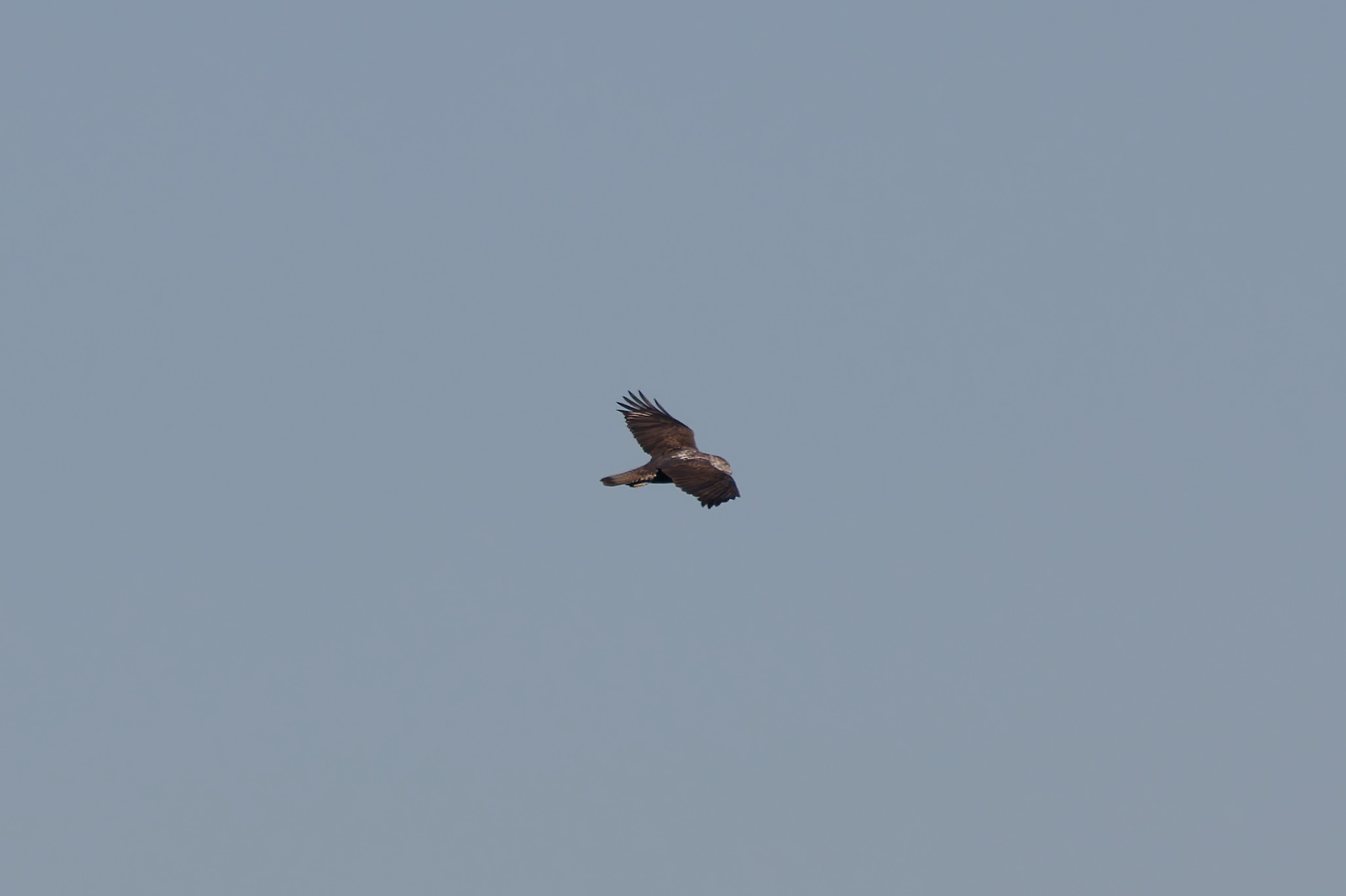 Miniature