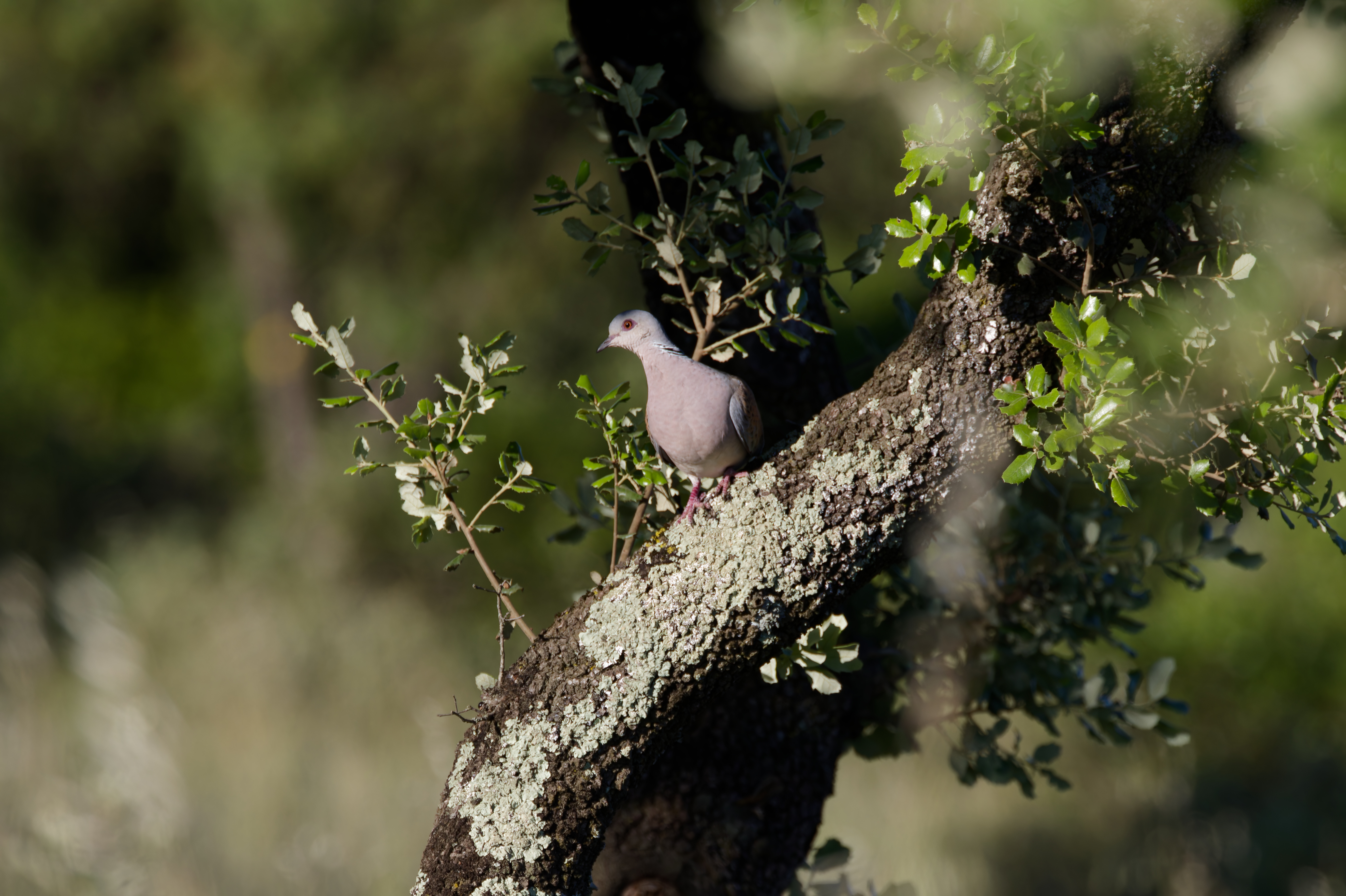 Miniature