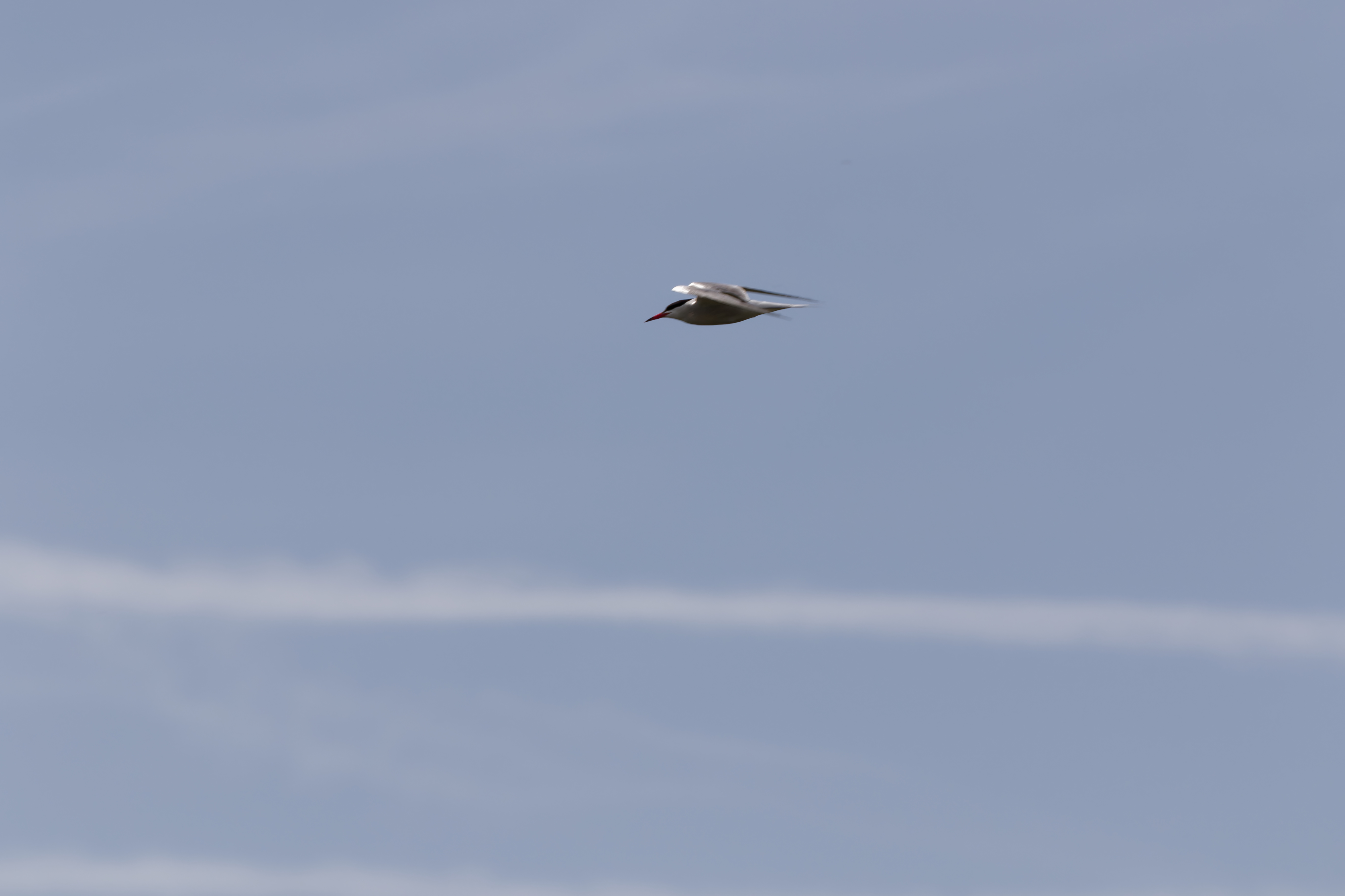 Miniature