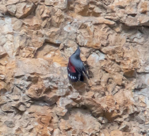 Miniature