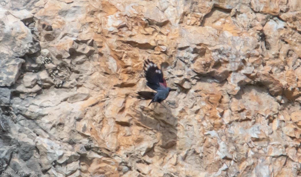 Miniature