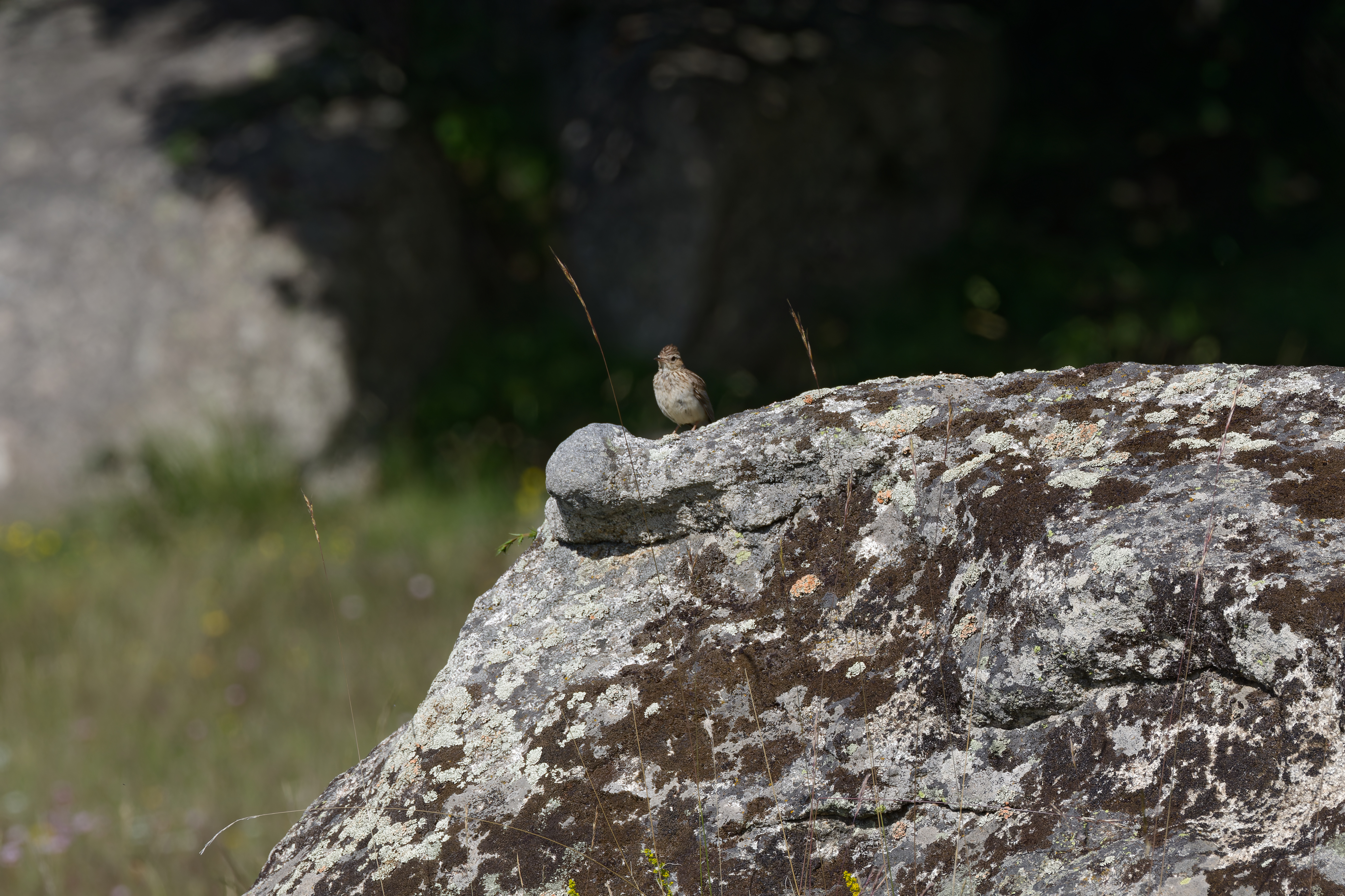 Miniature