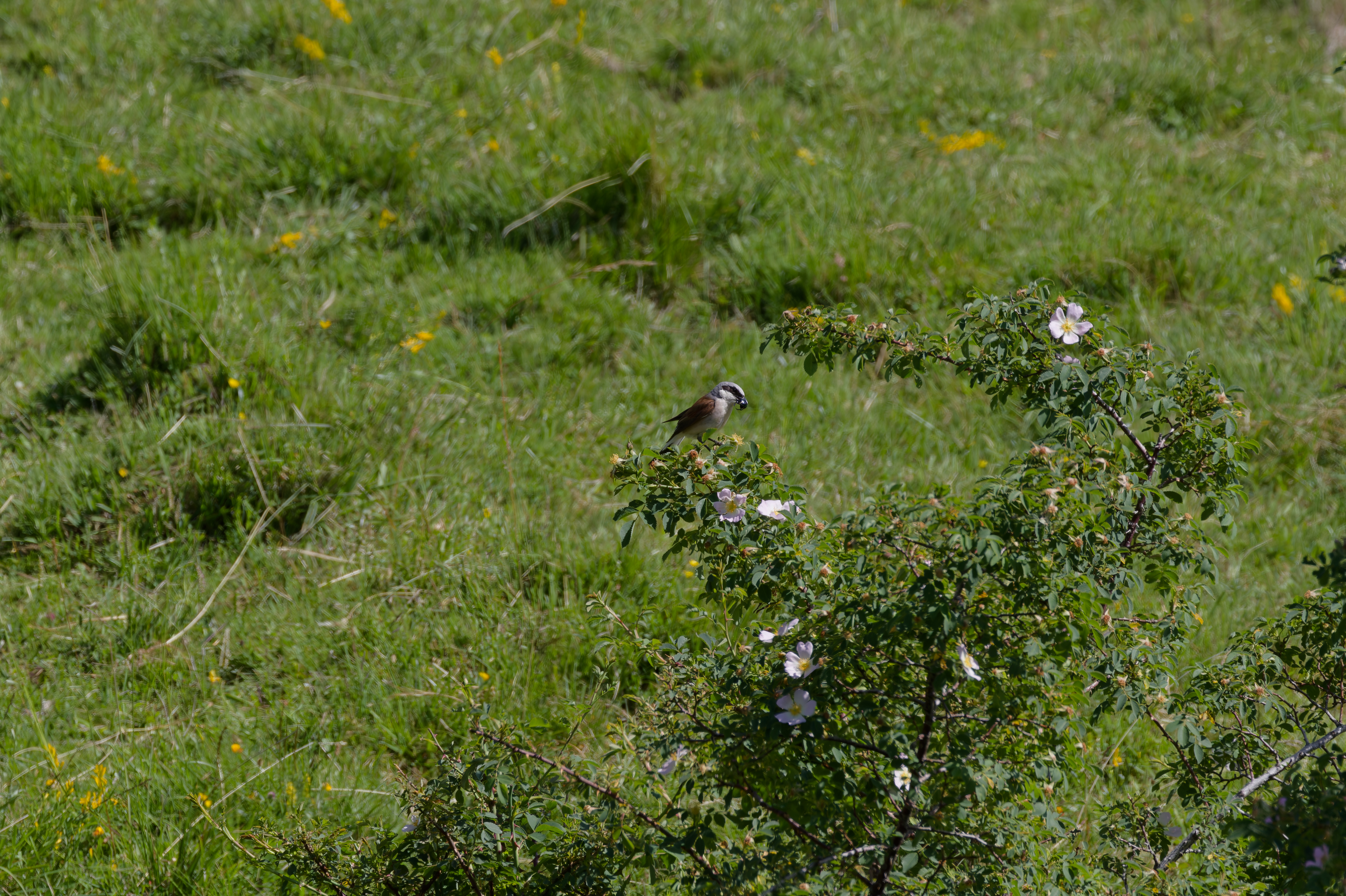 Miniature