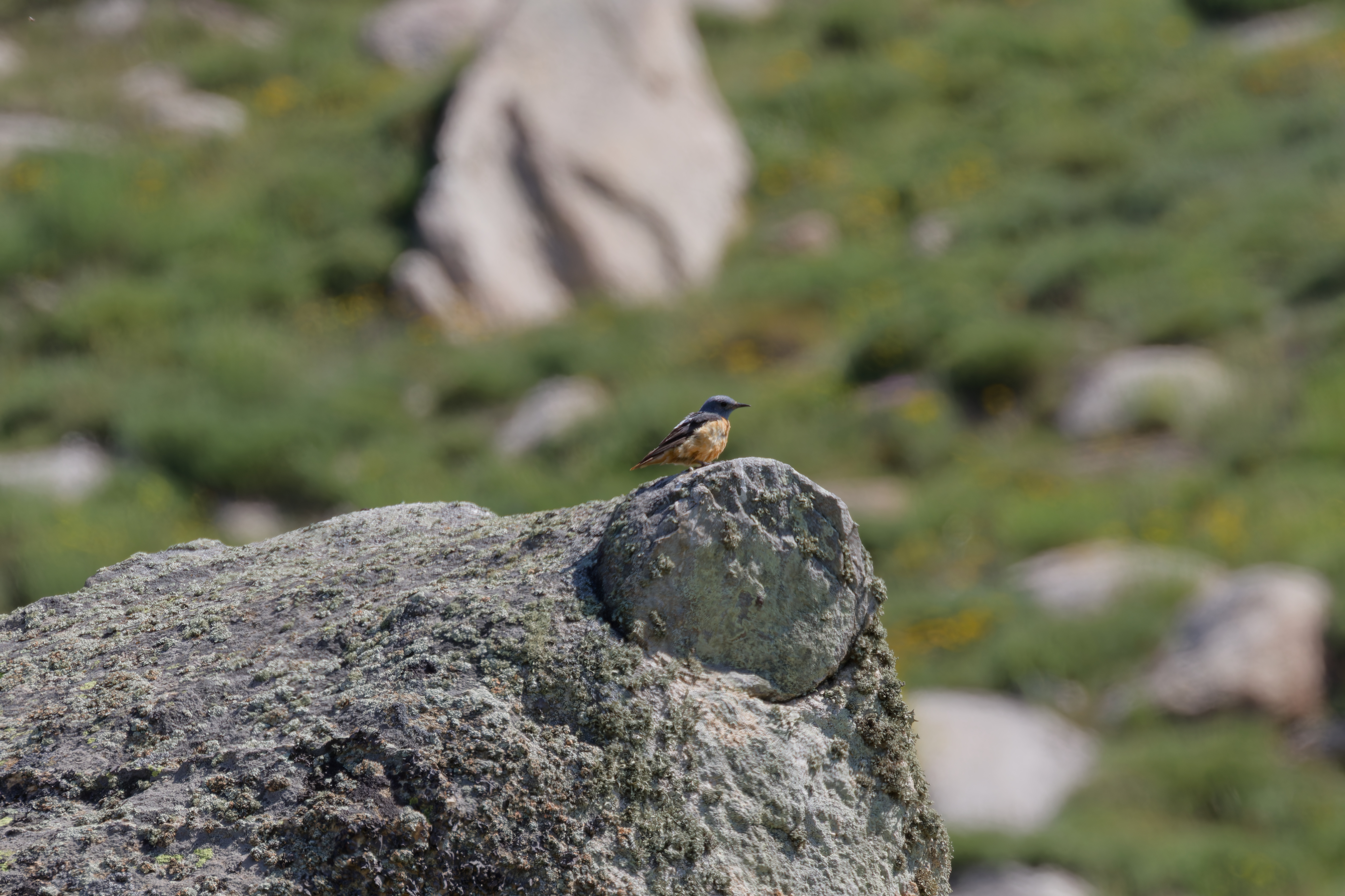 Miniature