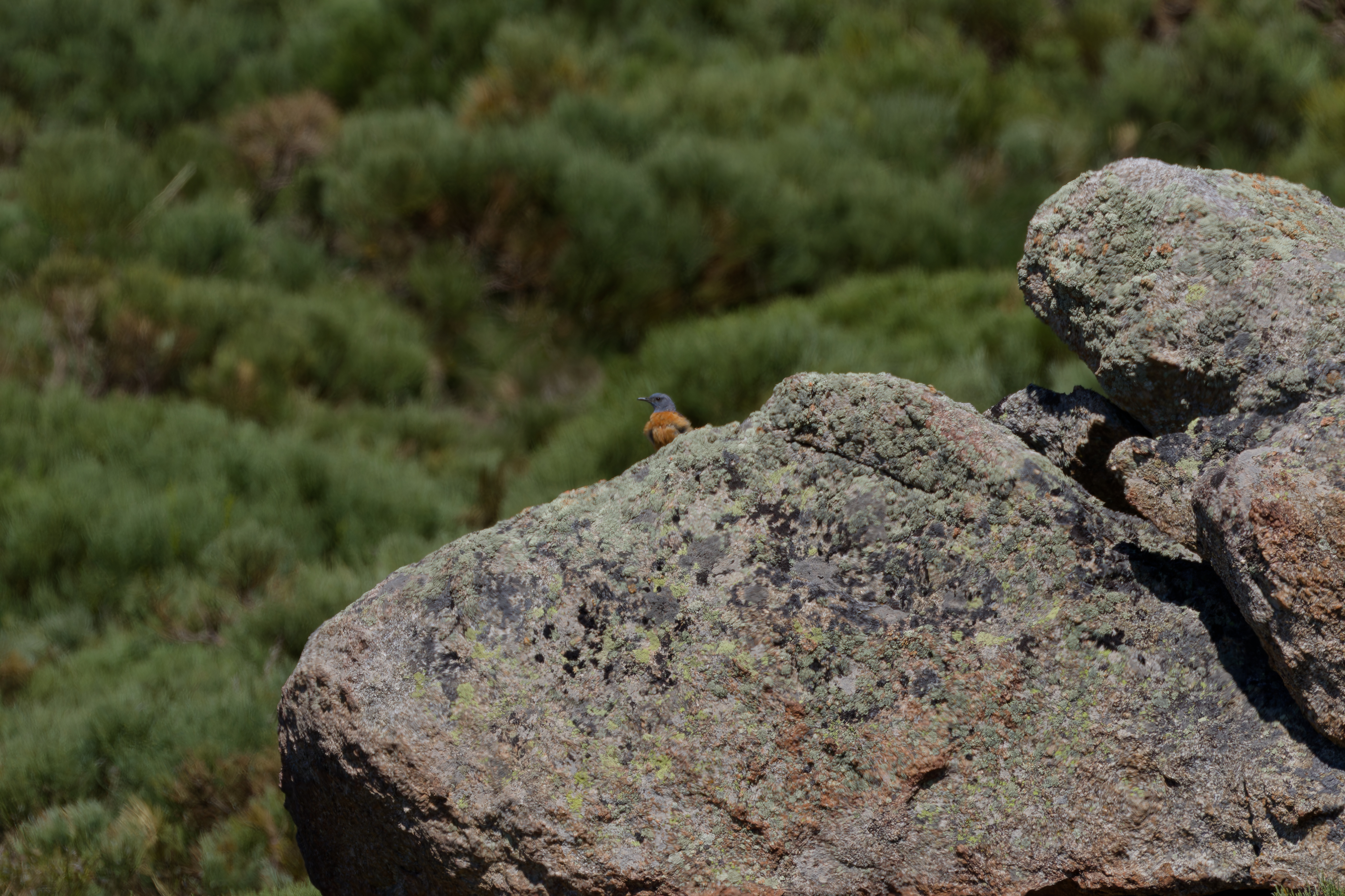 Miniature