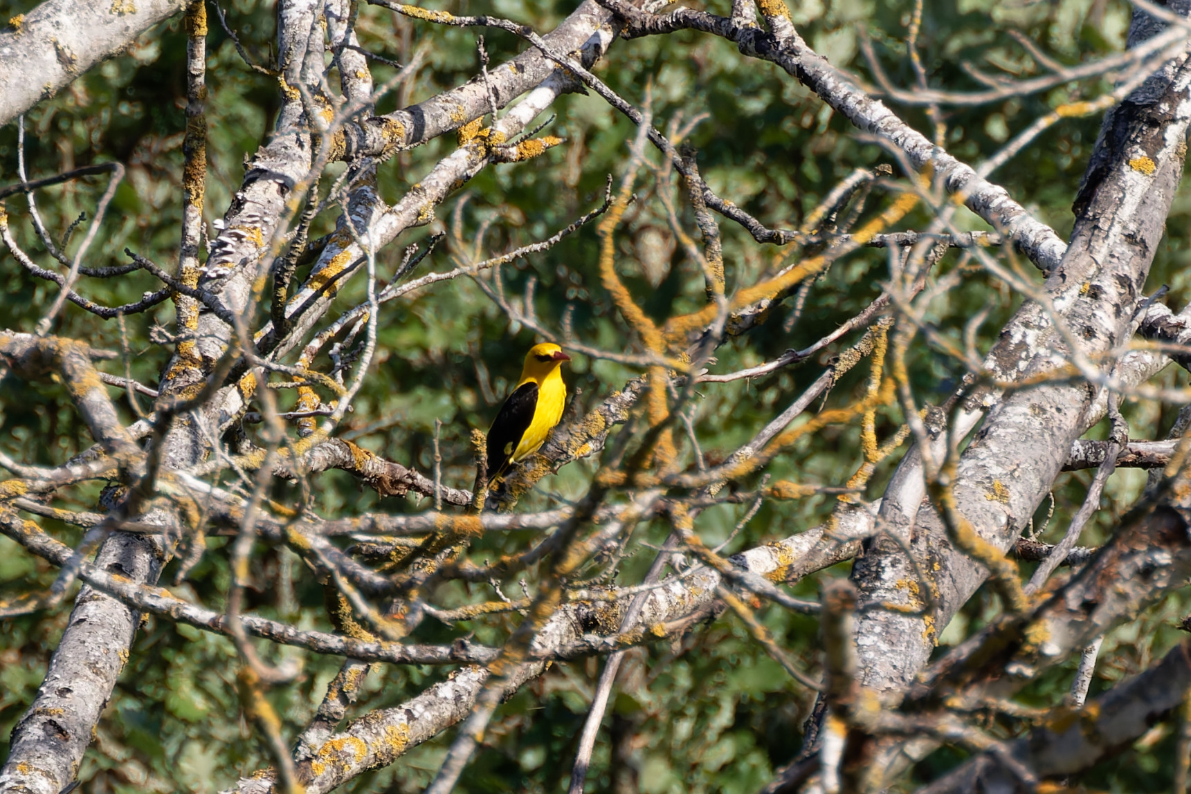 Miniature