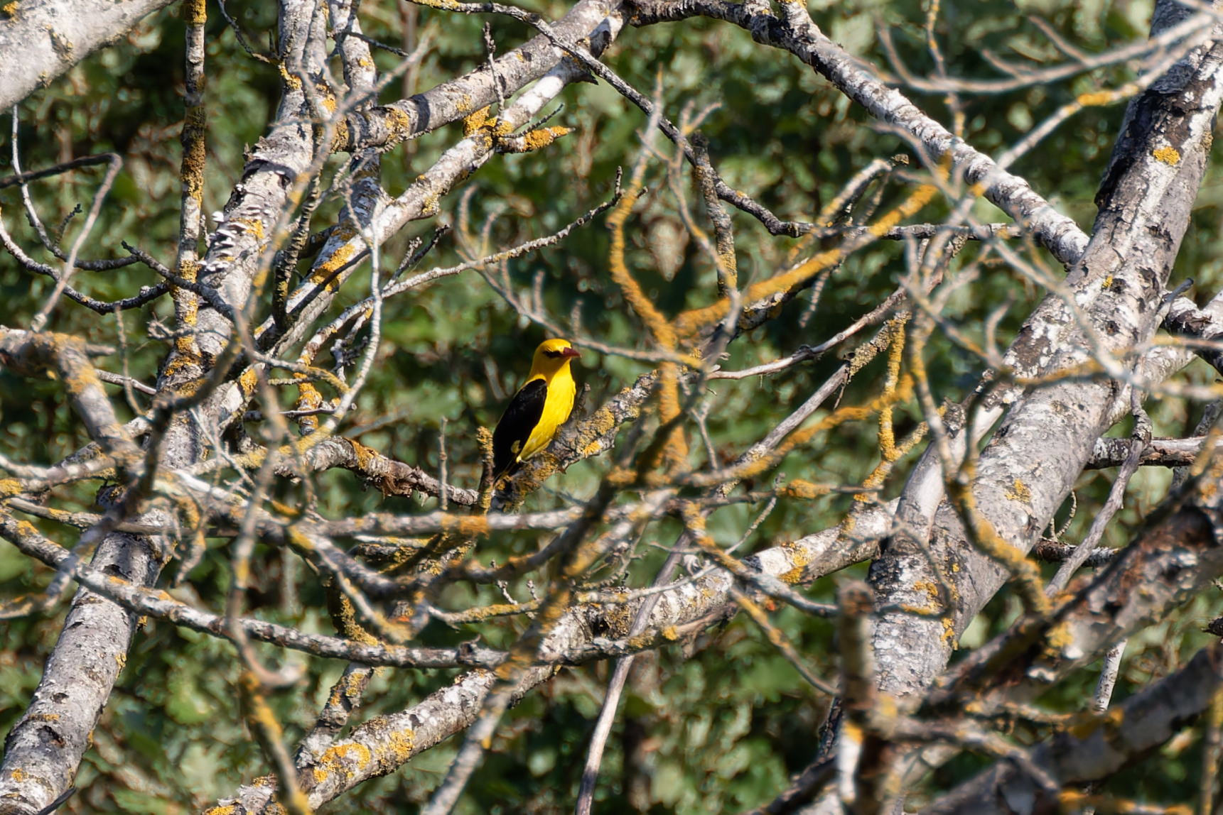 Miniature