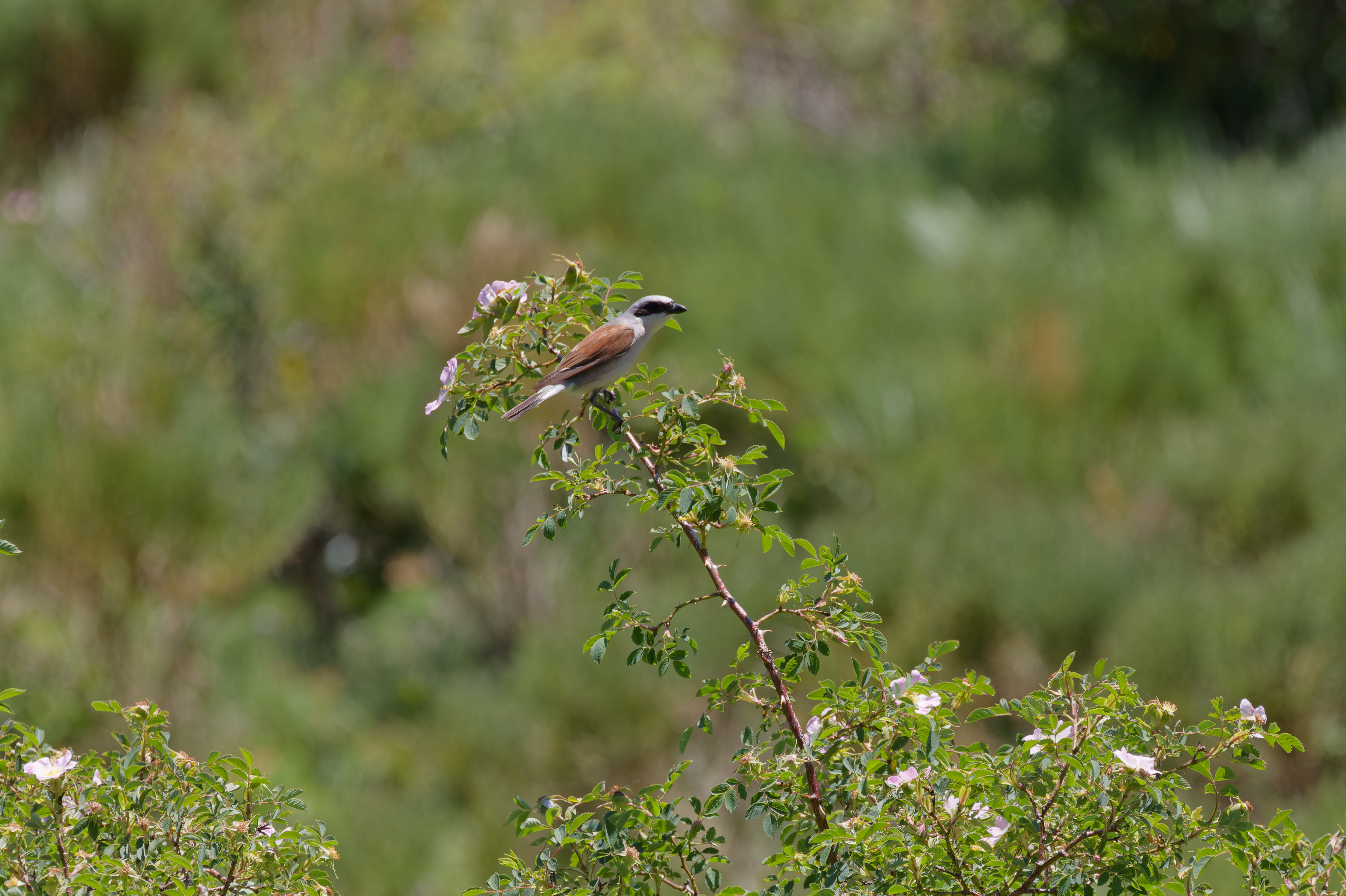 Miniature