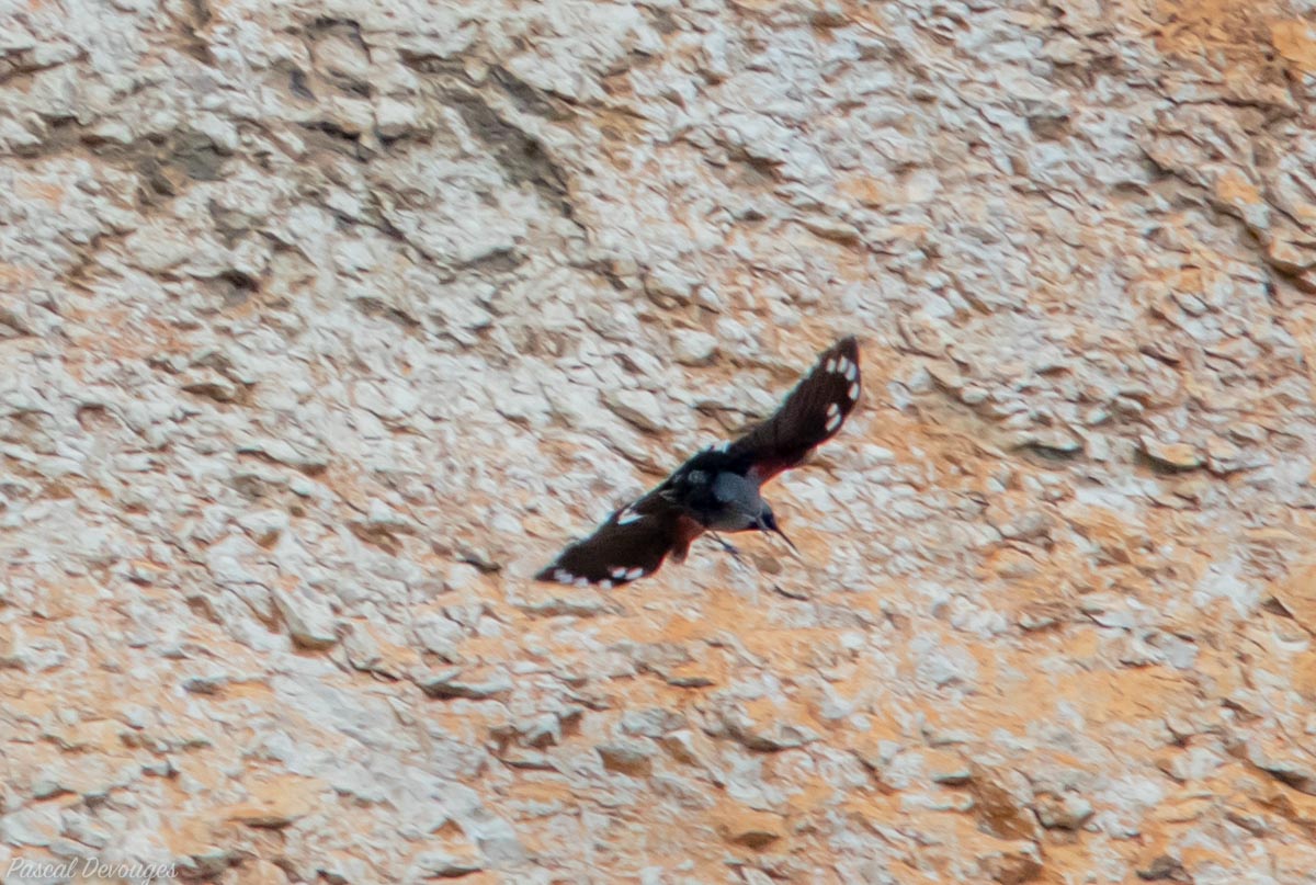 Miniature