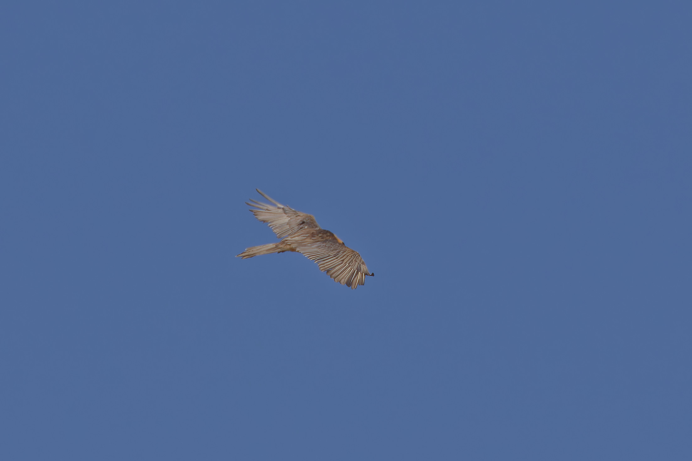 Miniature