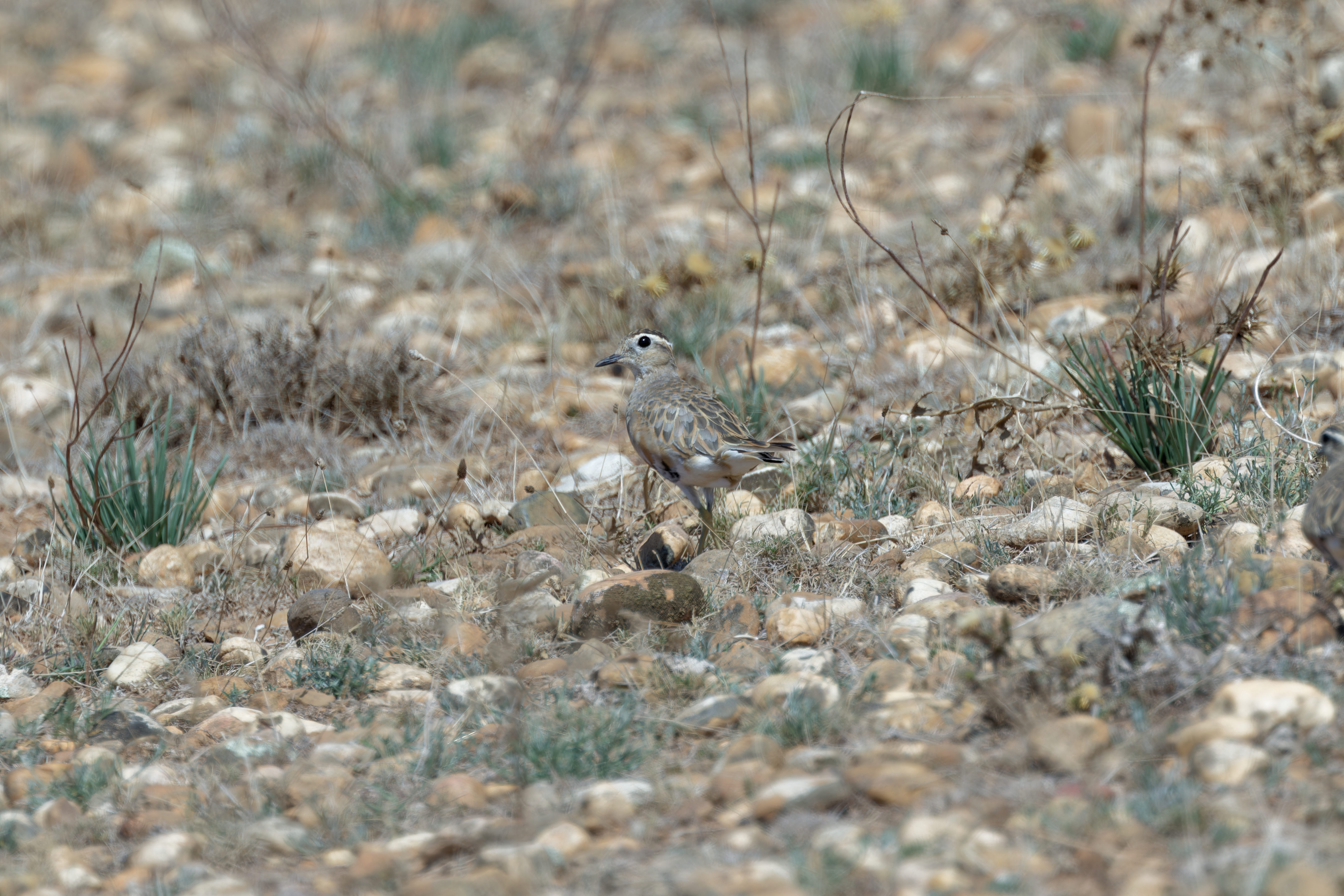 Miniature