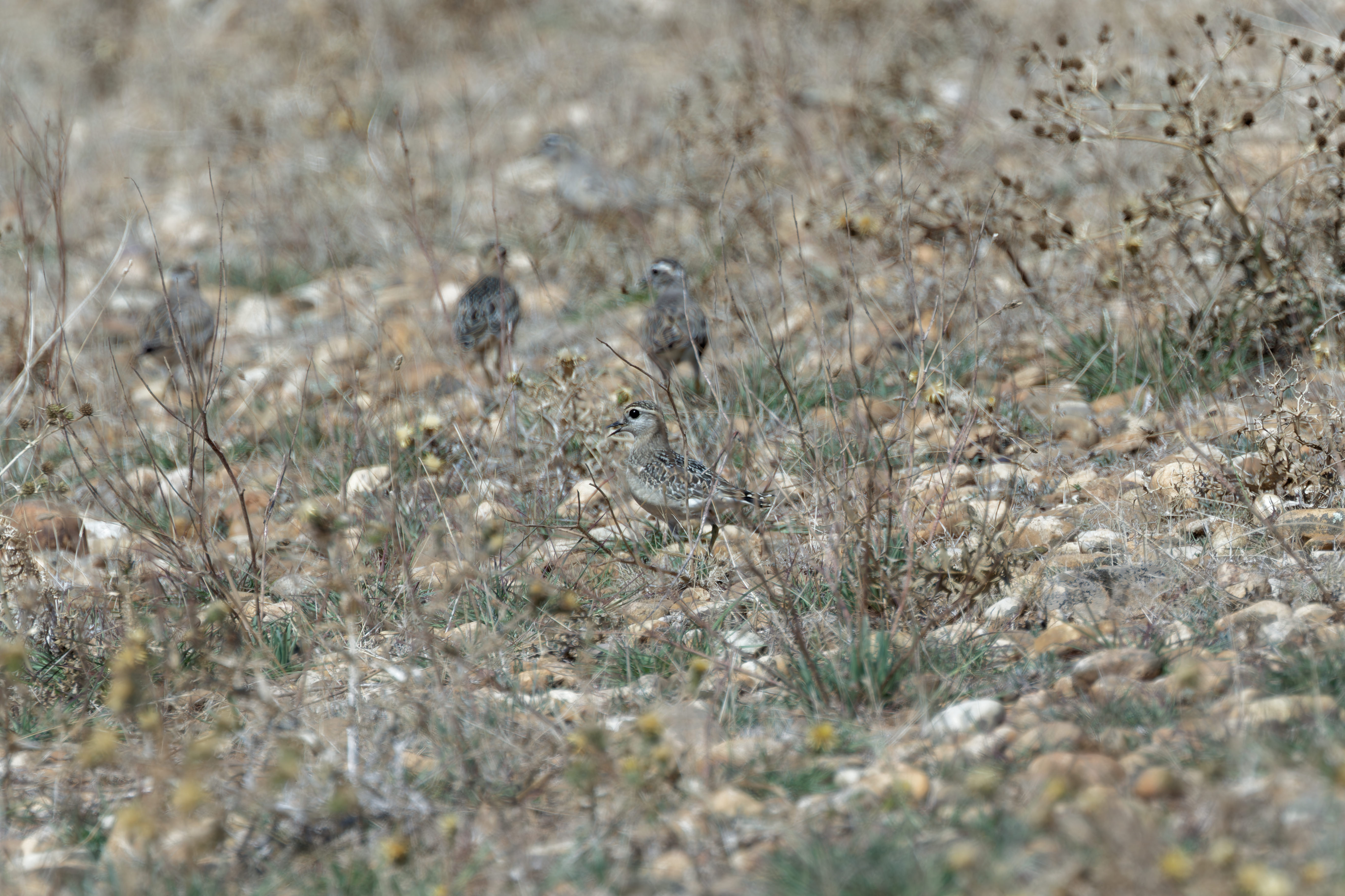 Miniature