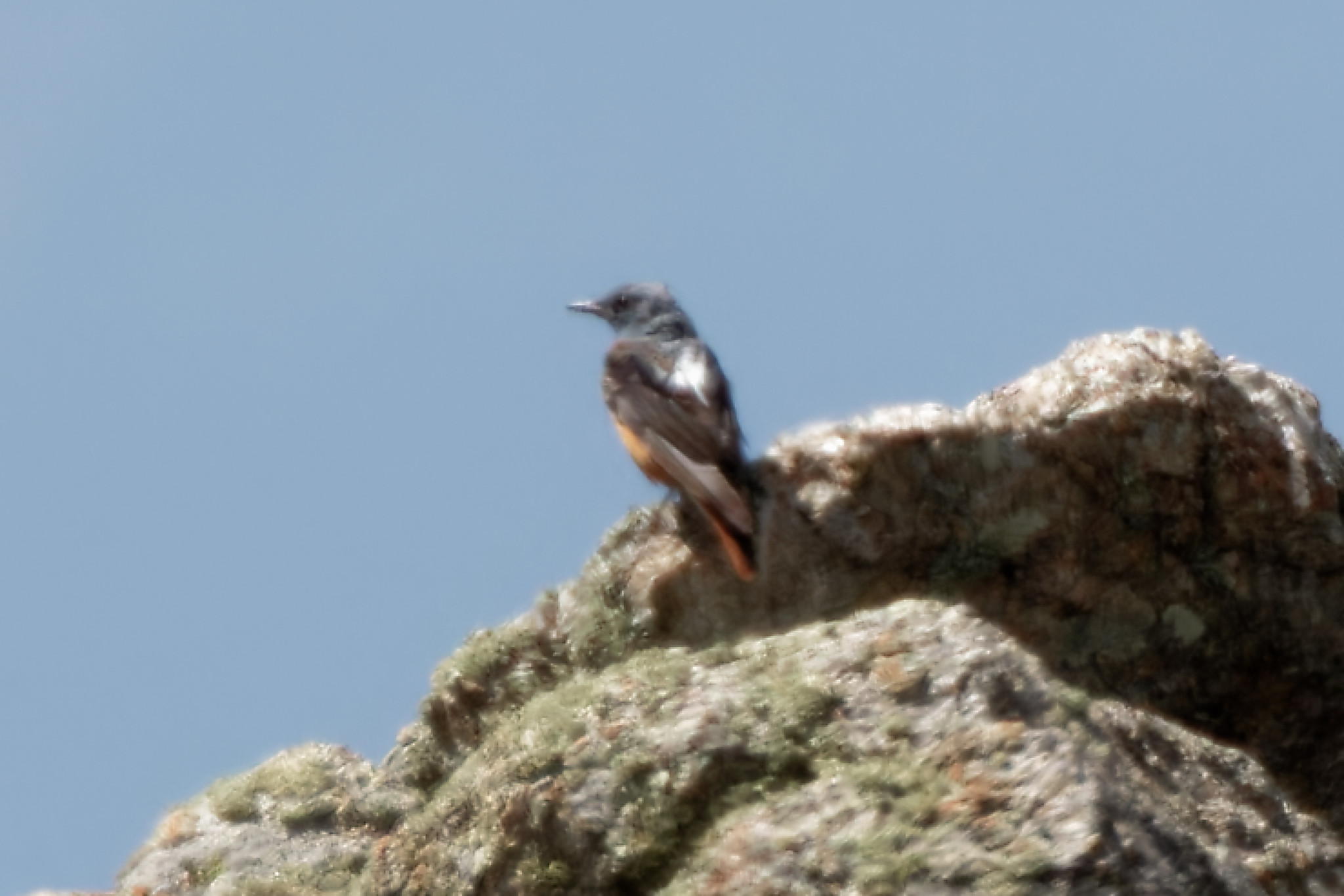 Miniature
