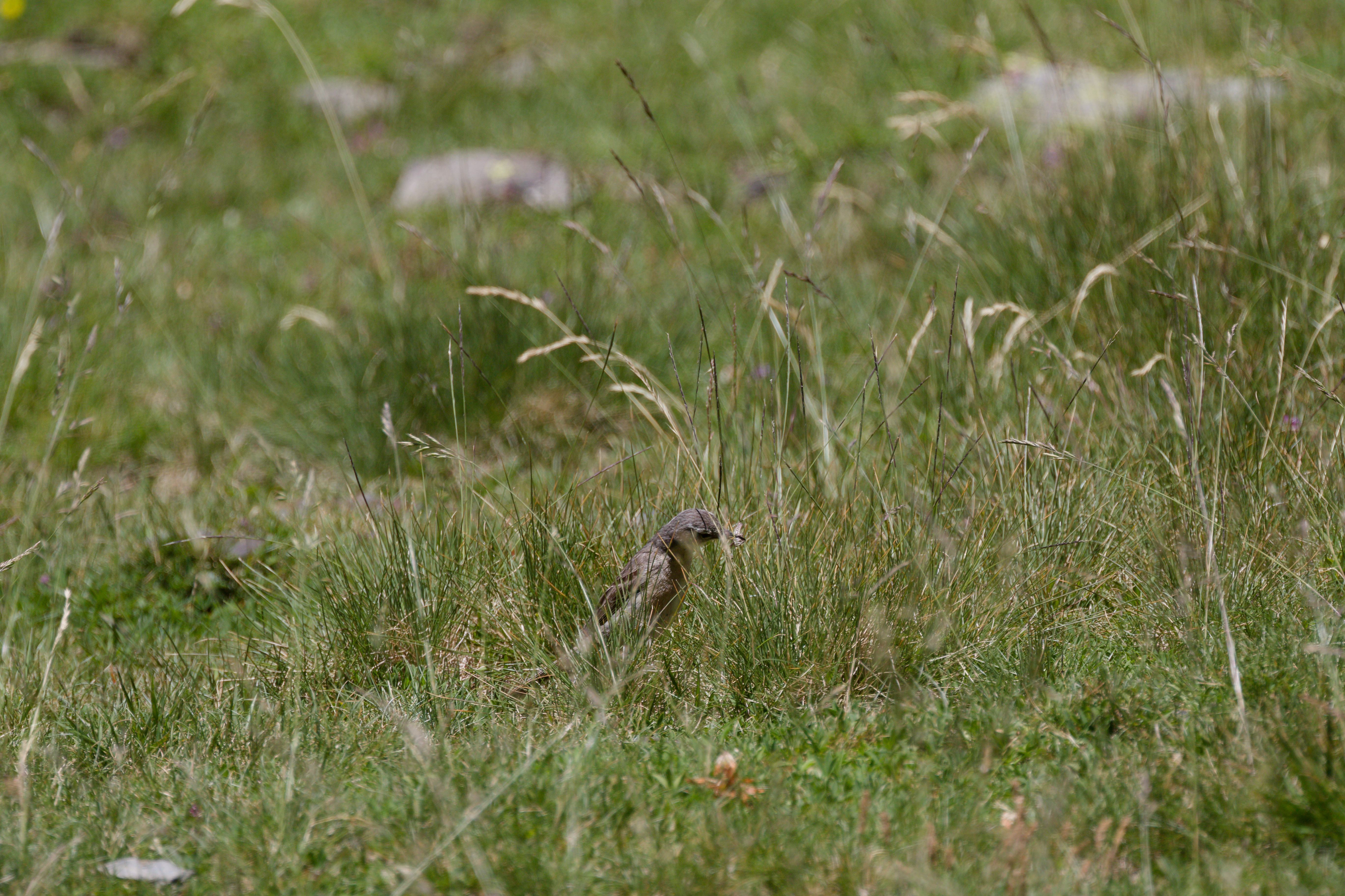 Miniature