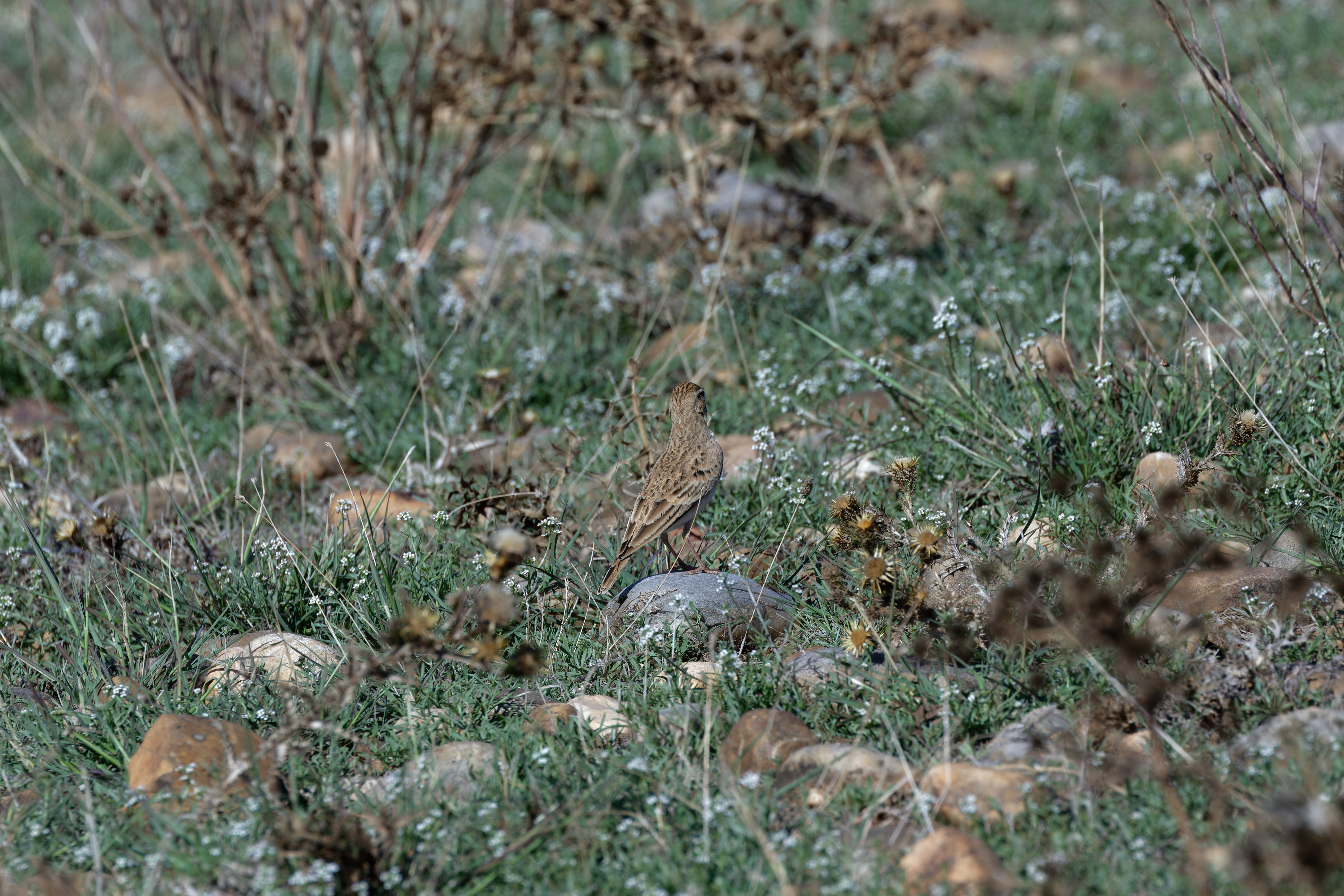 Miniature
