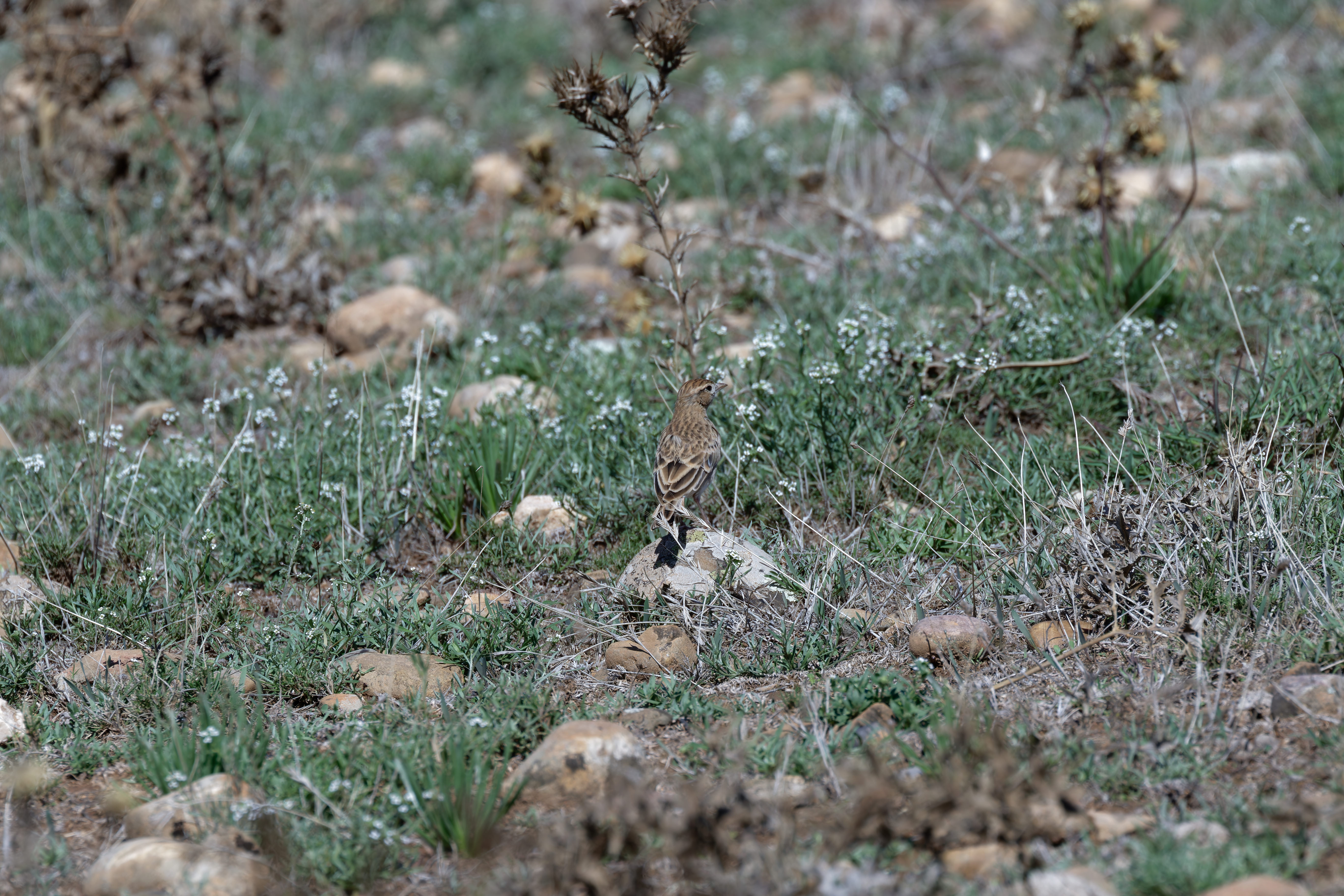 Miniature