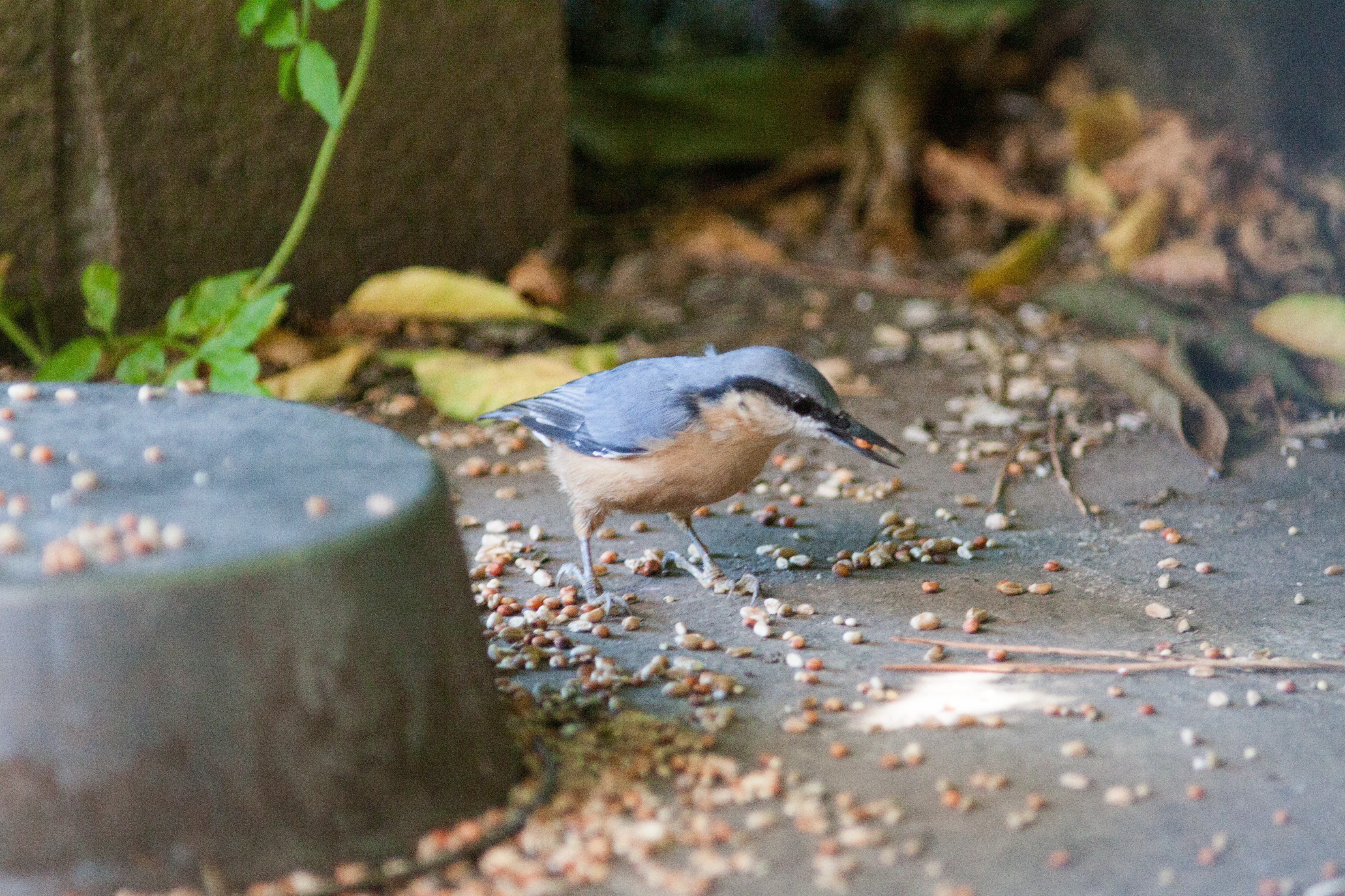 Miniature