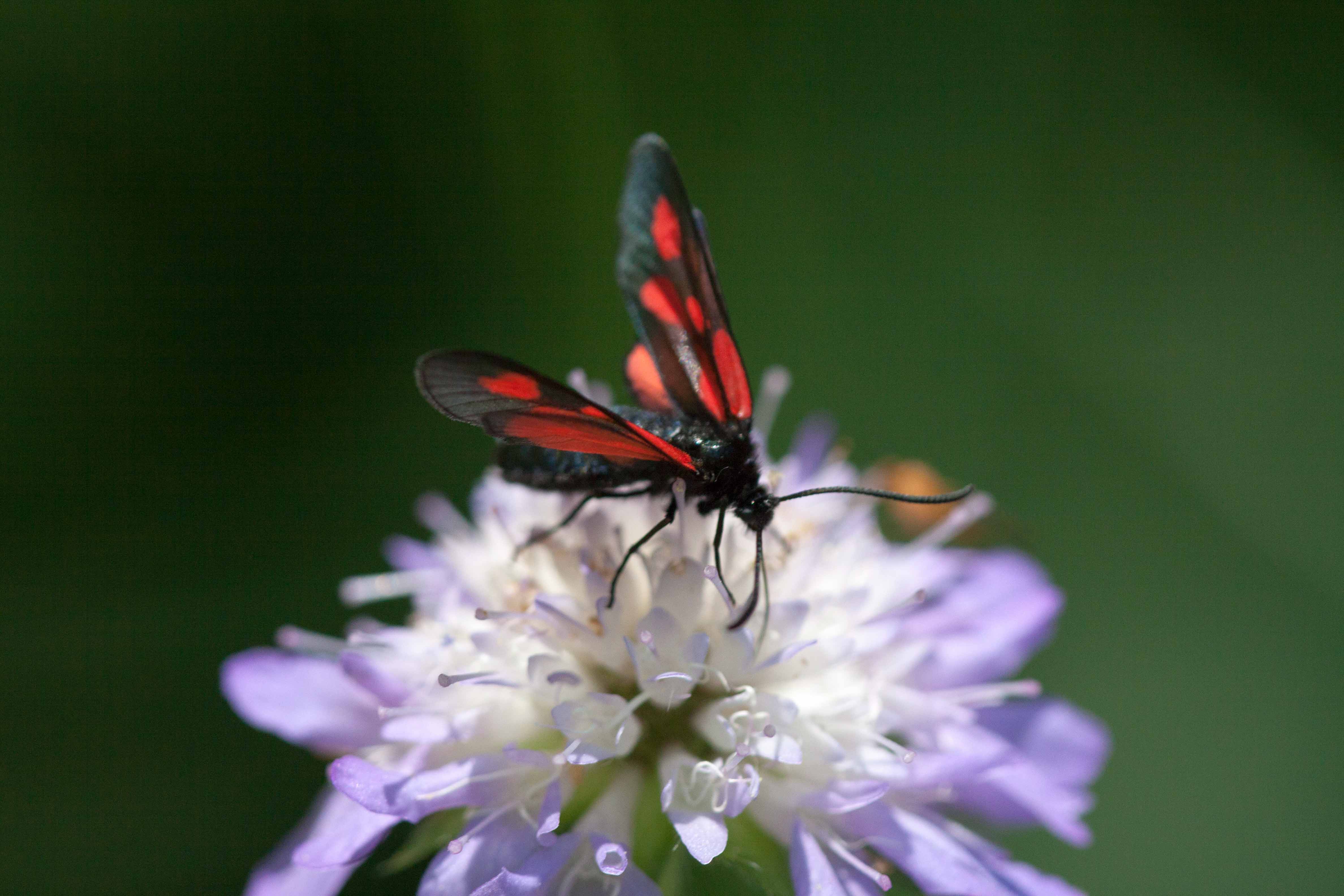 Miniature