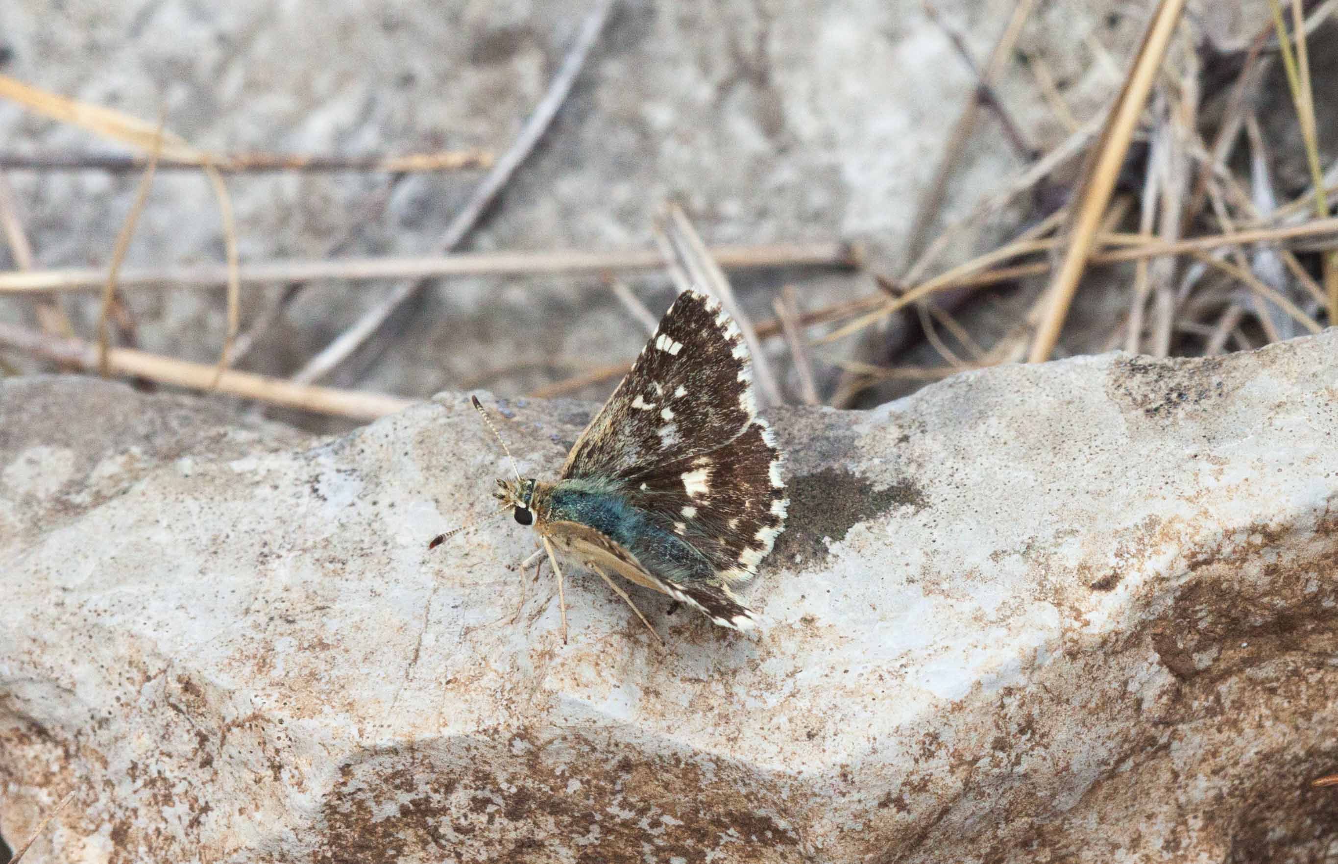 Miniature