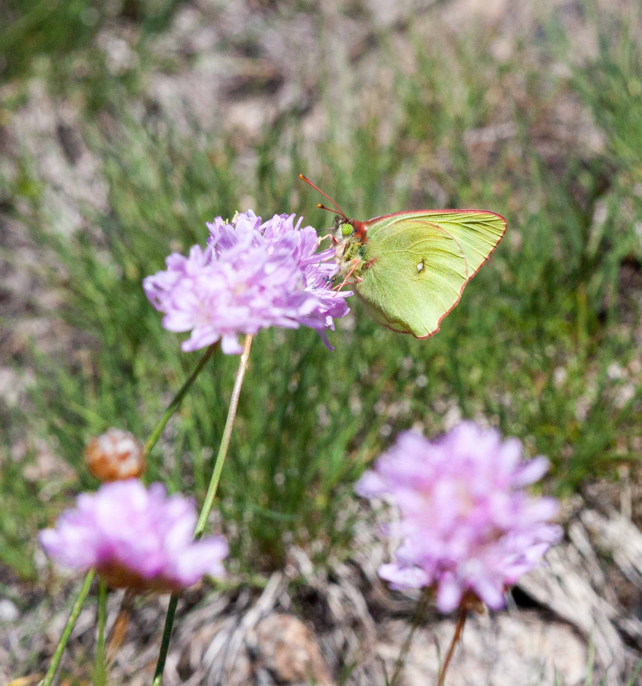 Miniature