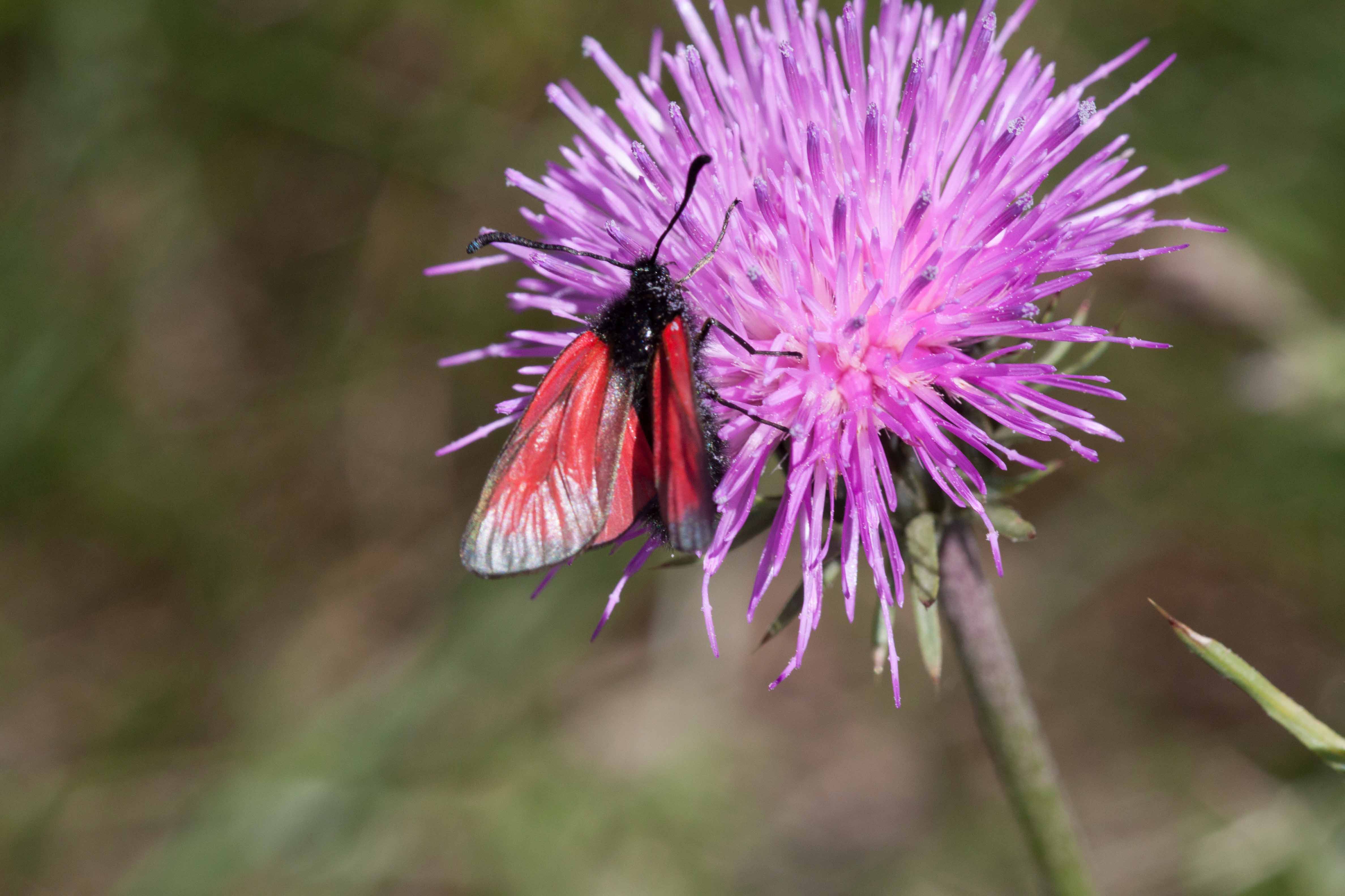 Miniature